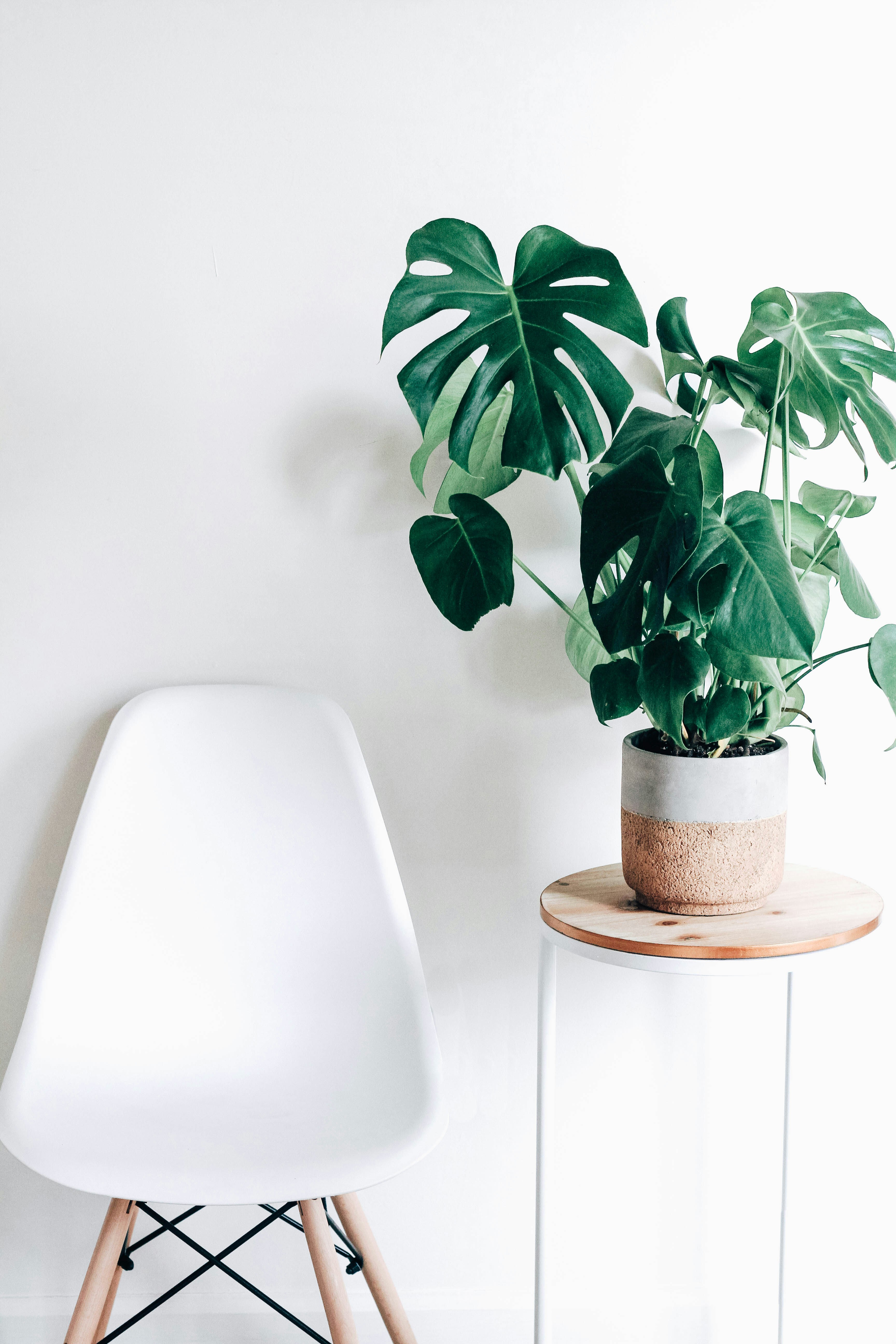 Minimalist Indoor Corner with Monstera
