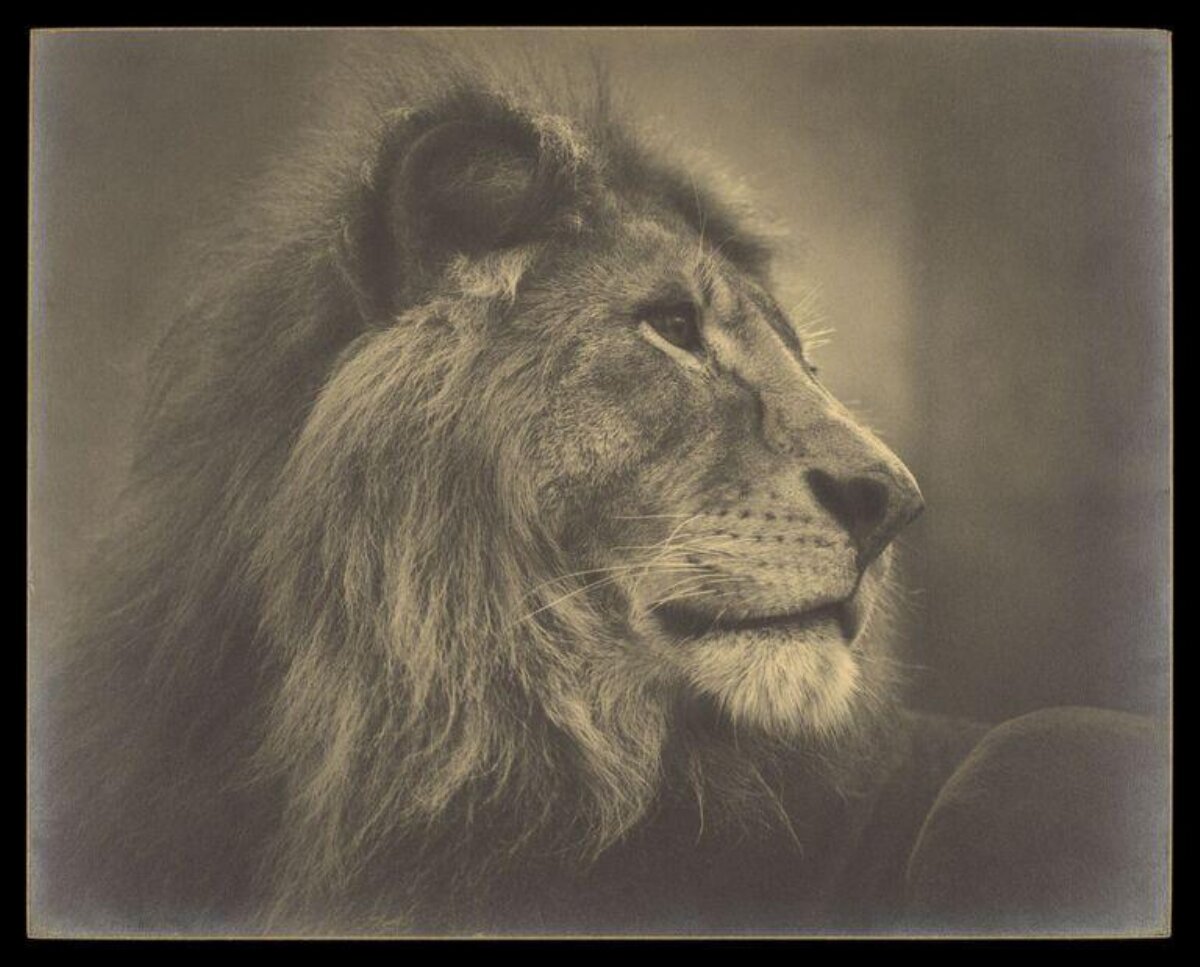 Profile Portrait of a Male Lion