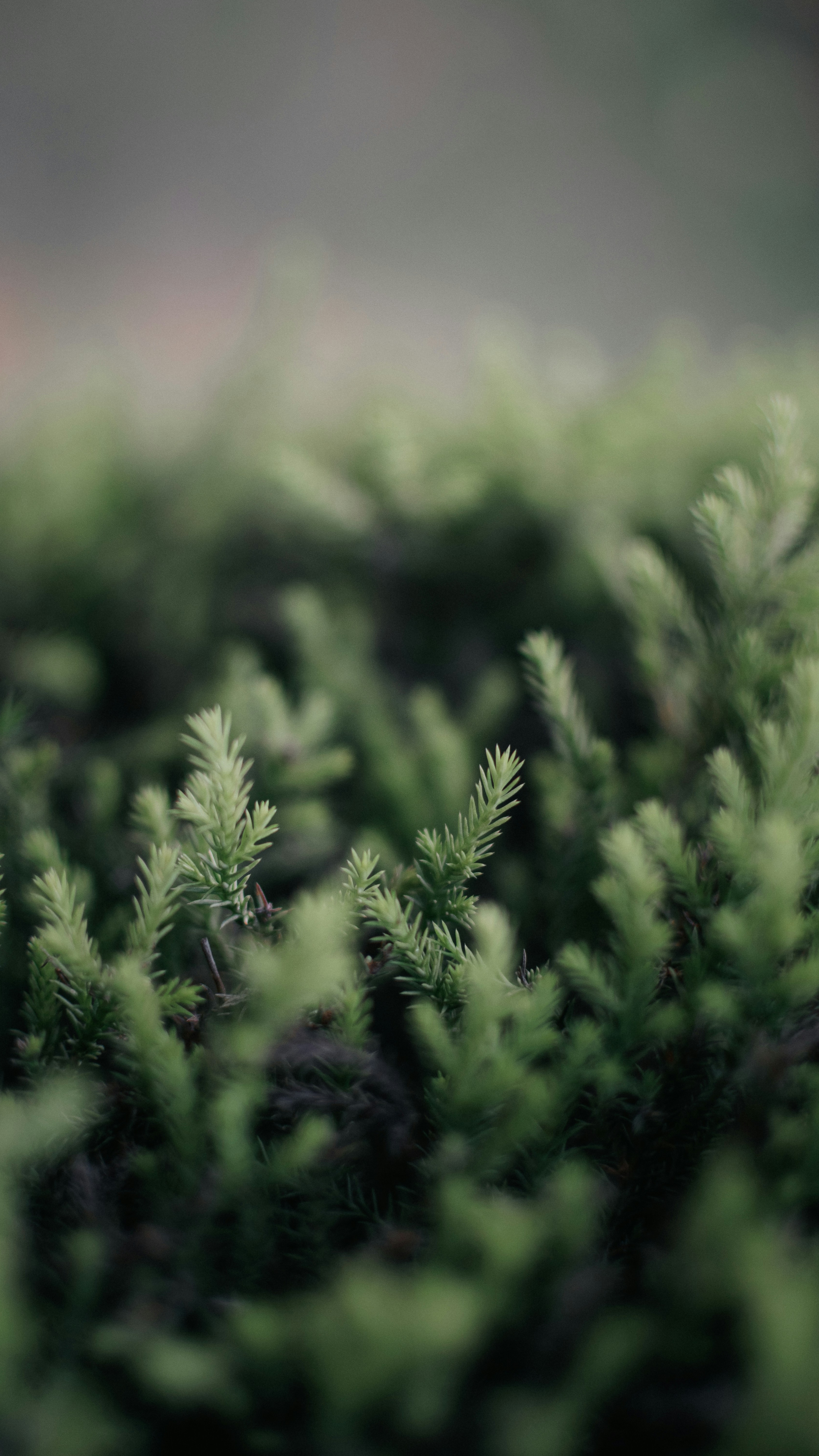 Young Evergreen Foliage Close Up