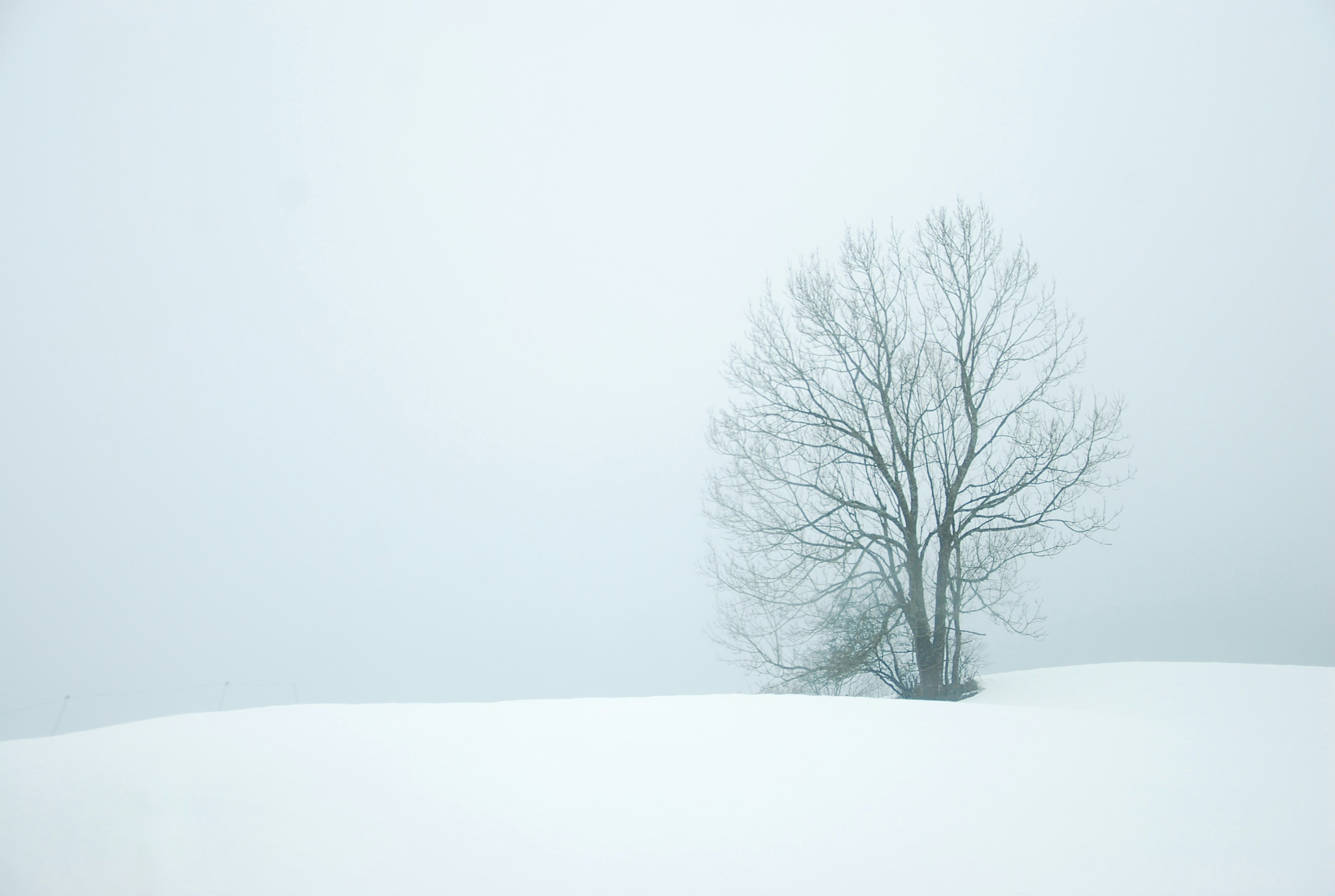 Lone Bare Tree on Snowy Foggy Slope