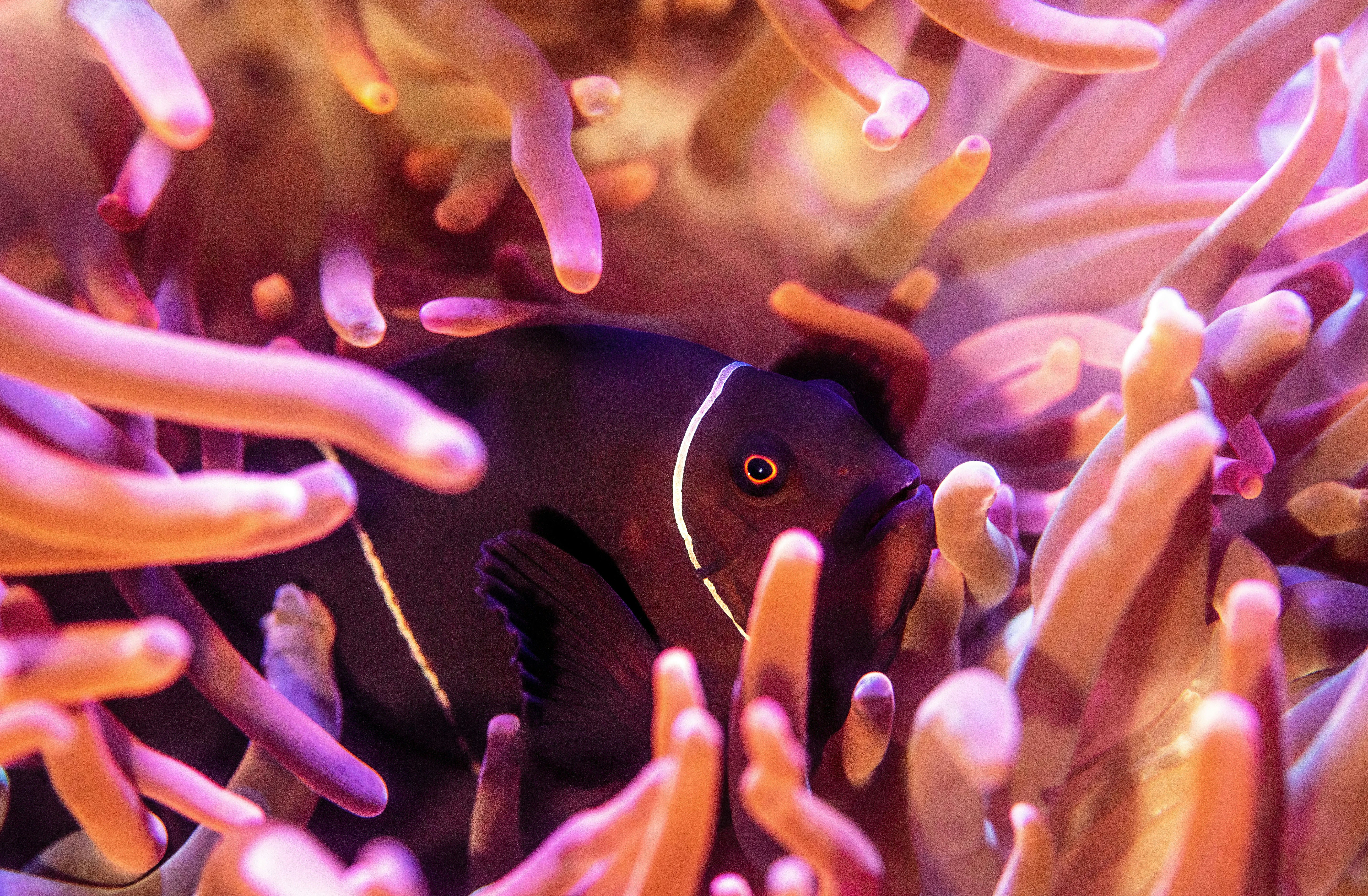 Clownfish Hiding in Sea Anemone