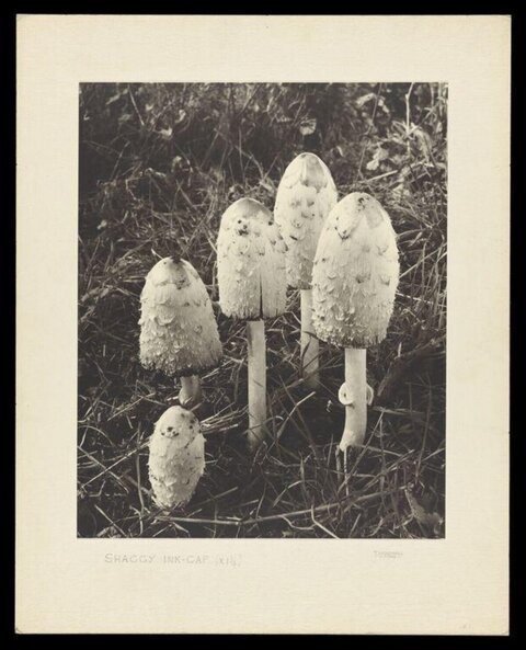 Shaggy Ink Cap Wild Mushrooms