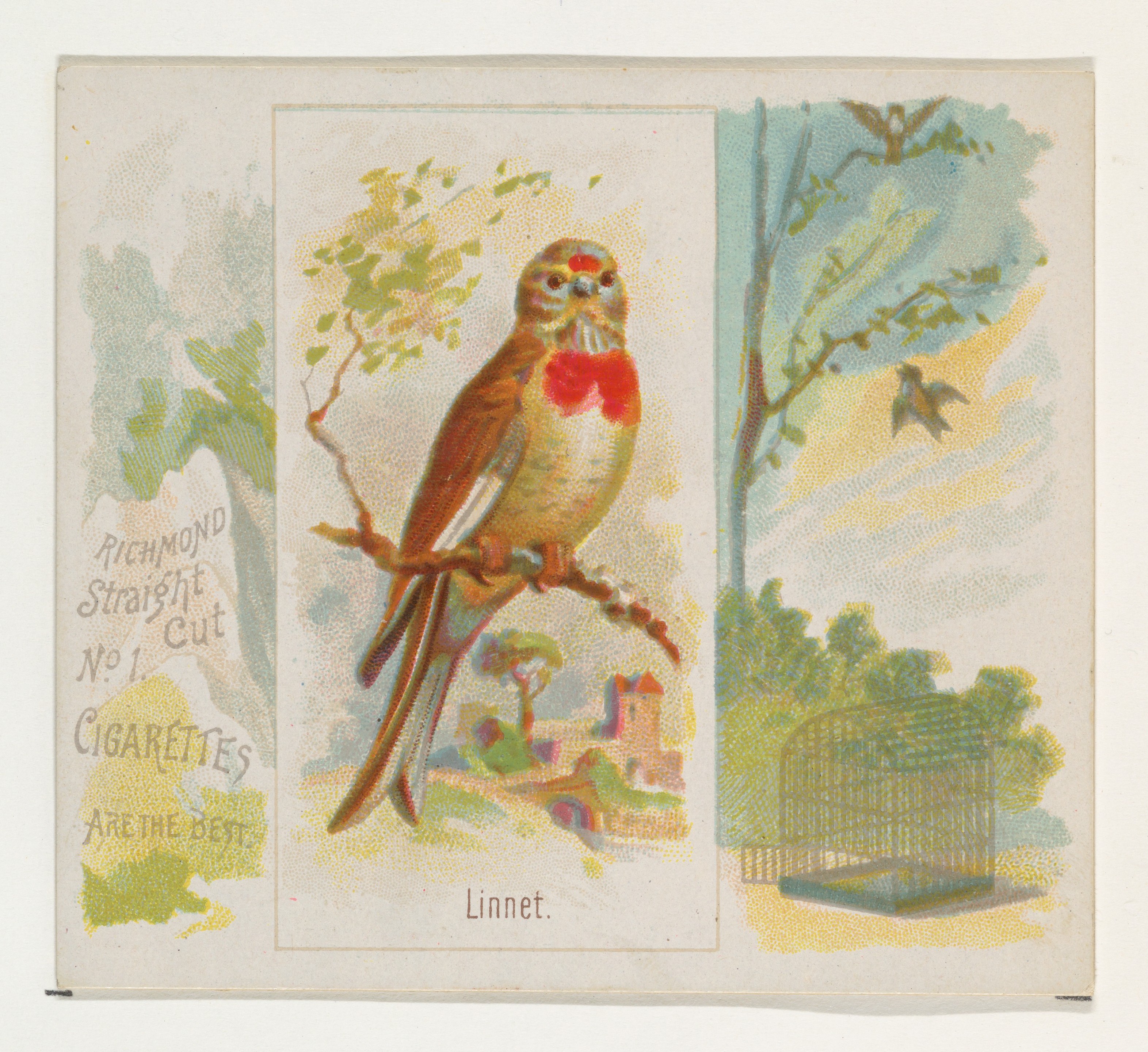 Vintage Linnet Cigarette Card