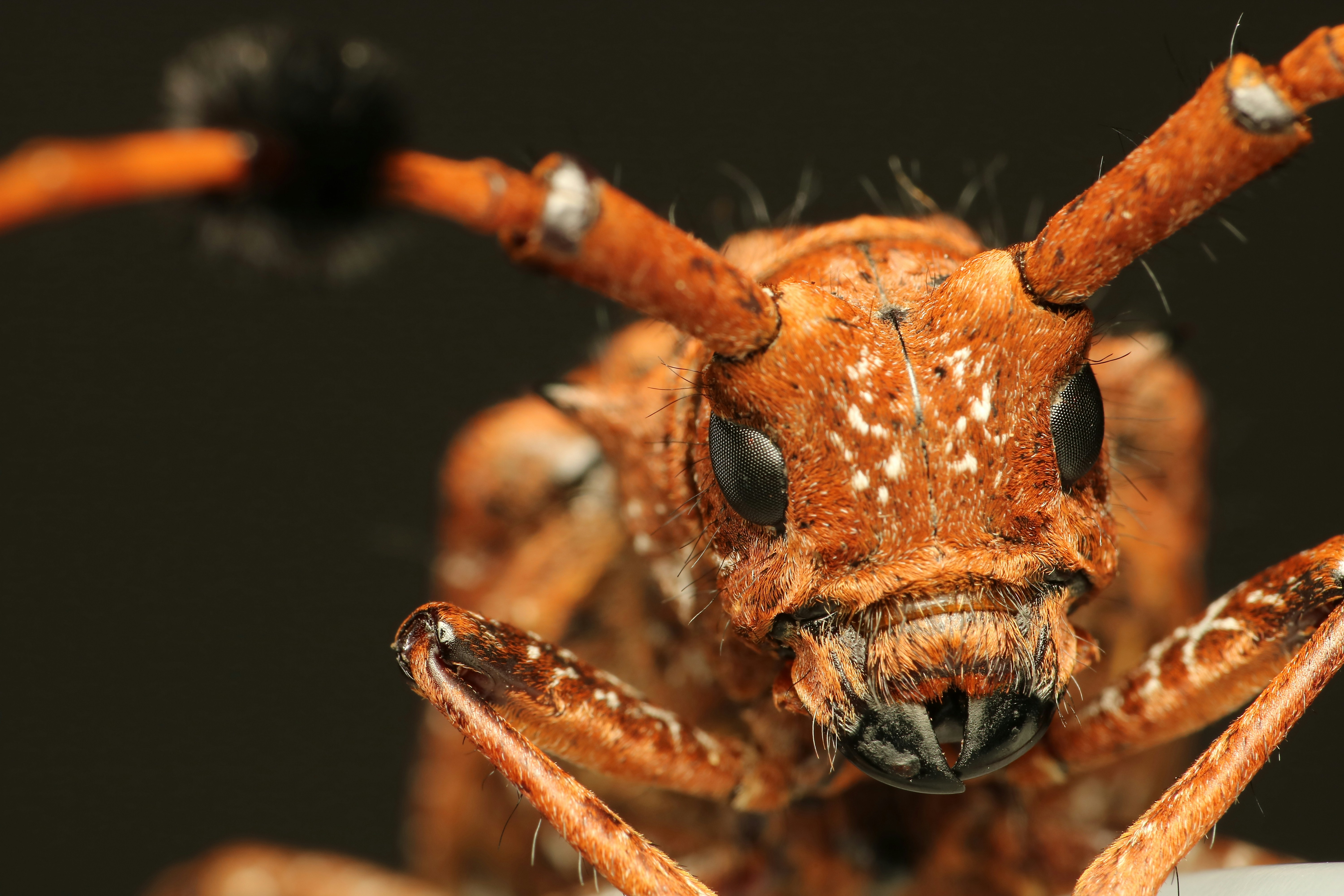 Close-up of Longhorn Beetle Head