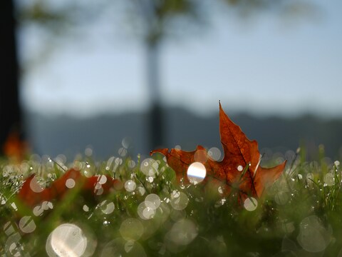 Fallen Maple Leaf On Dewy Grass