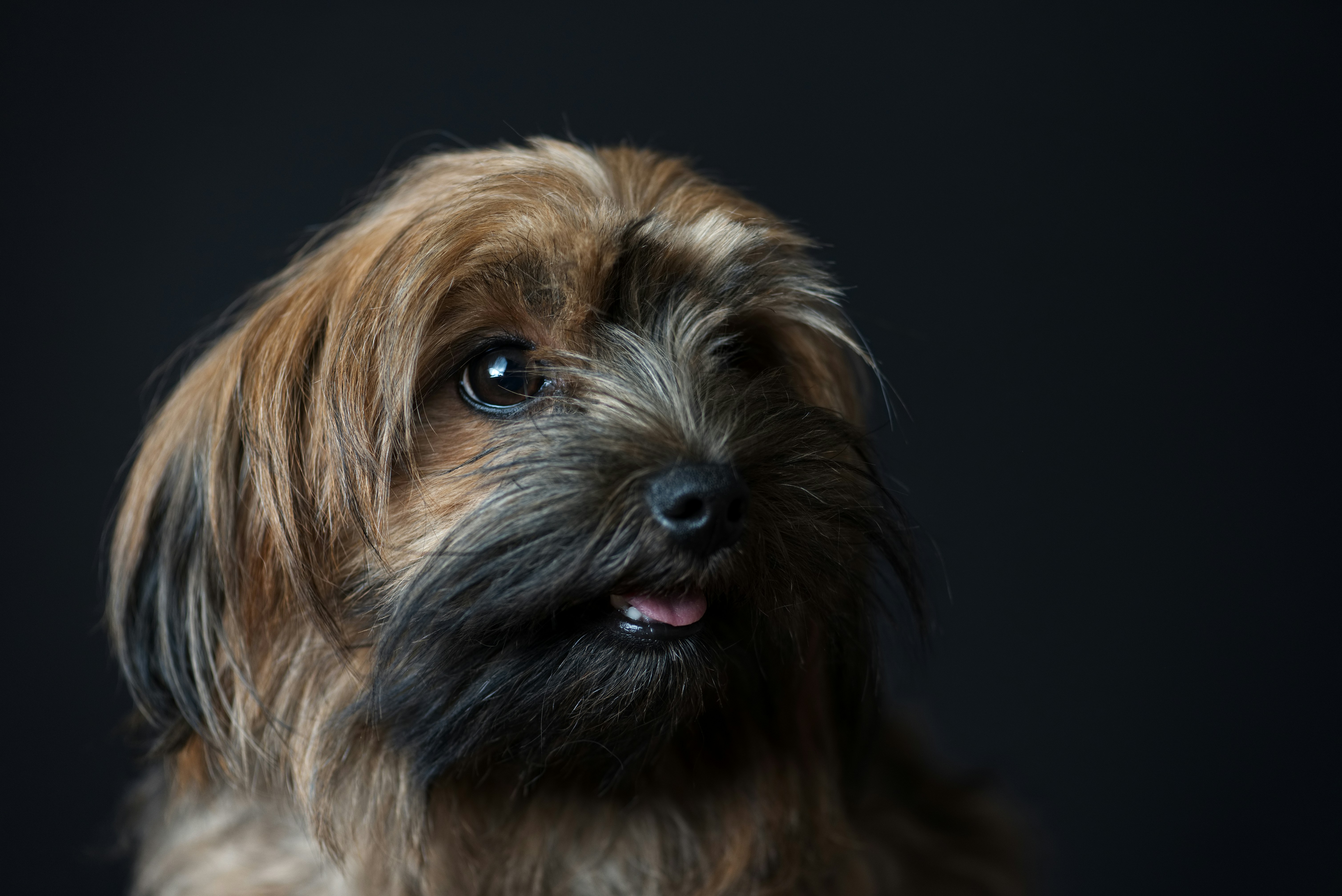 Portrait of Fluffy Brown Dog