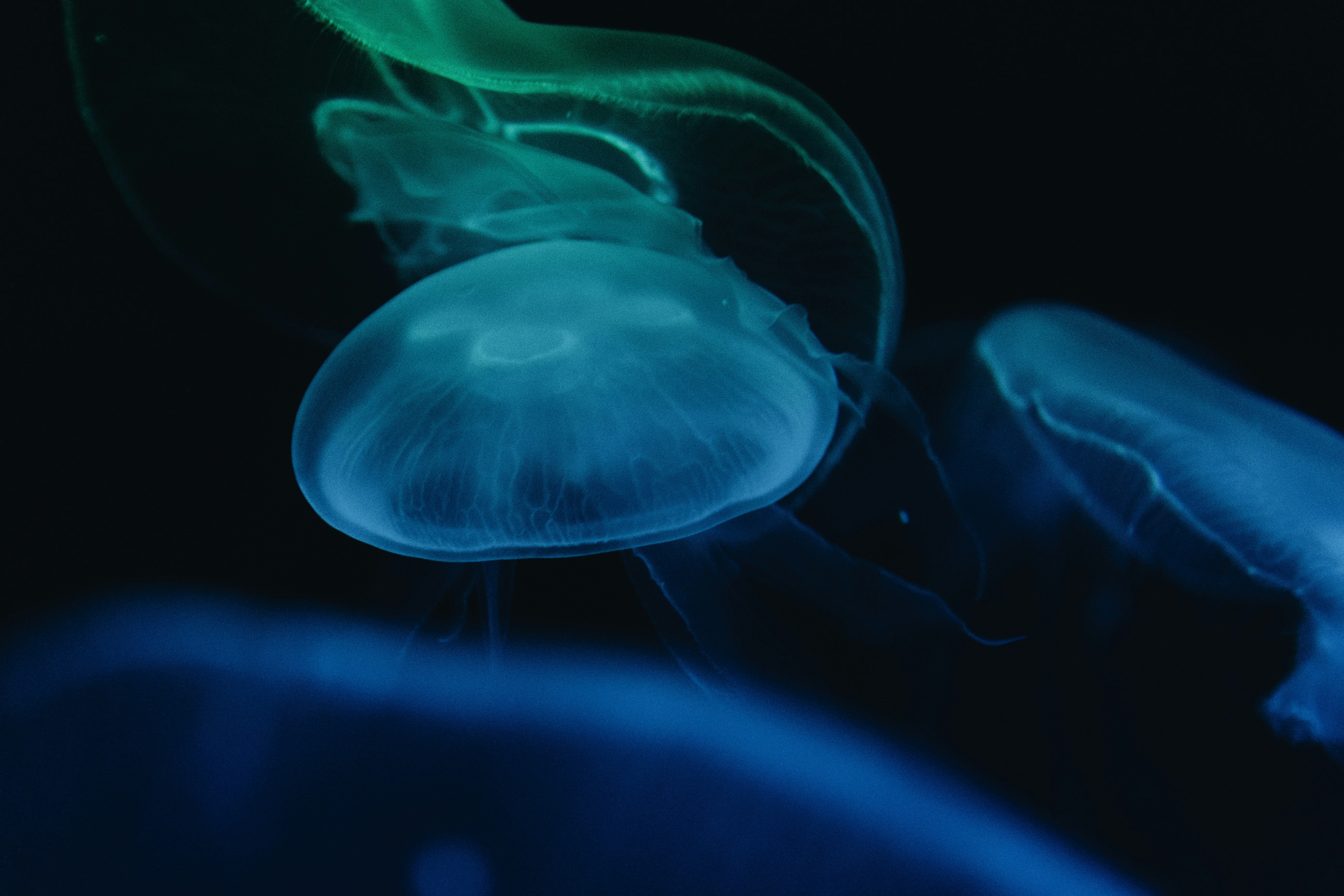 Glowing Moon Jellyfish Underwater