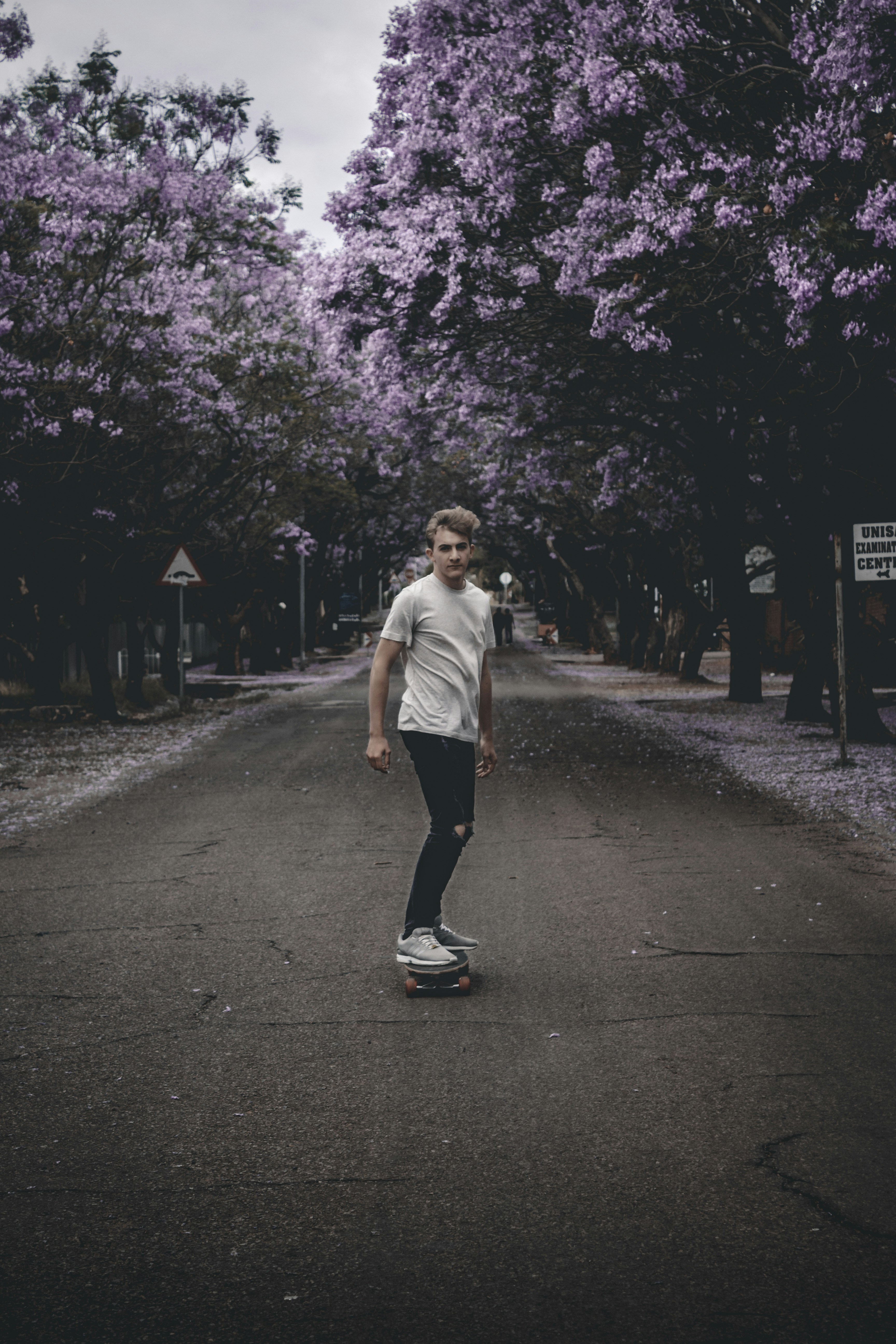 Skateboarder on Jacaranda Lined Street