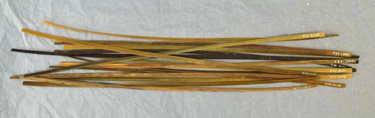 Labeled Dried Plant Specimen Strips
