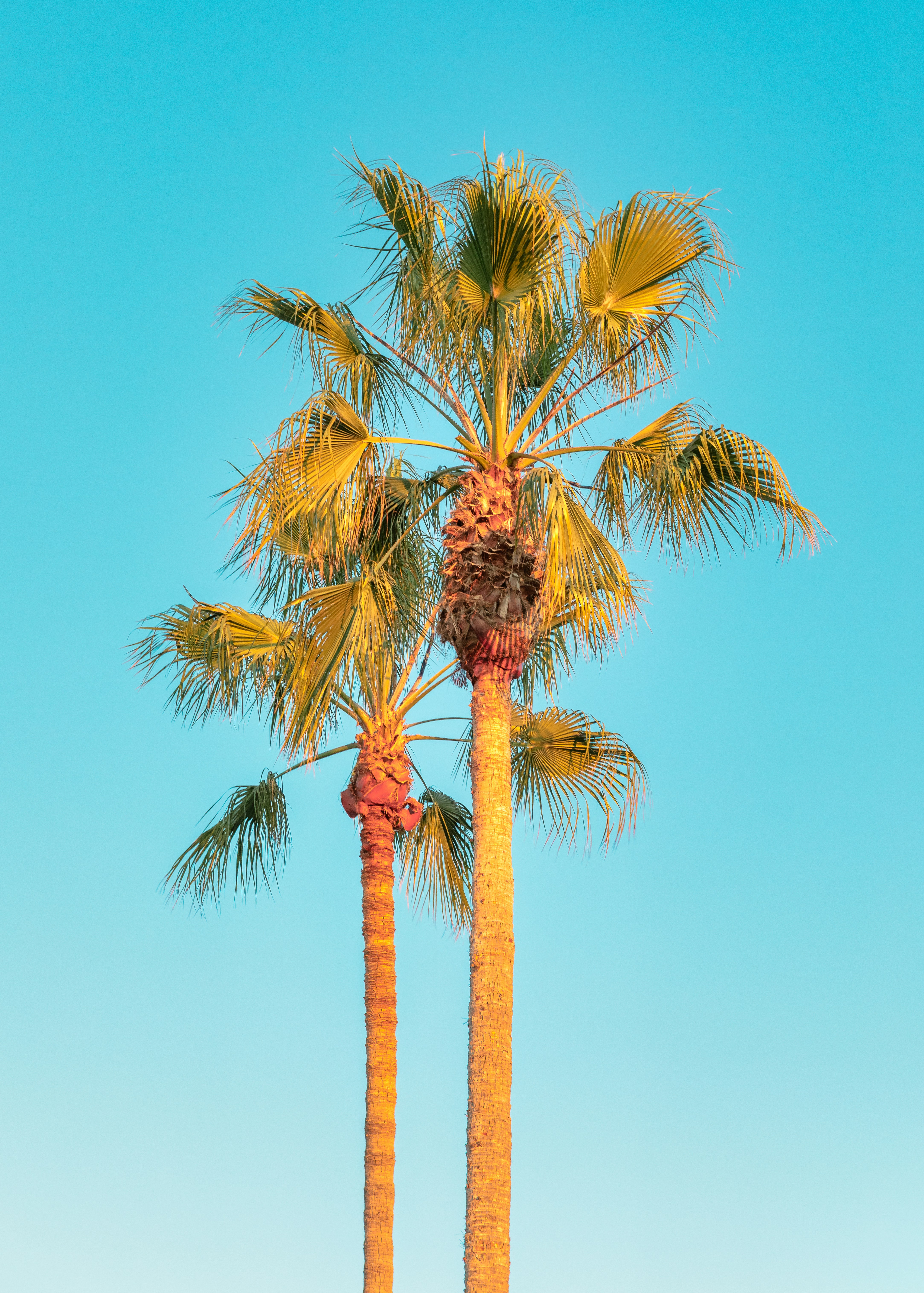 Two Palm Trees Under Clear Blue Sky