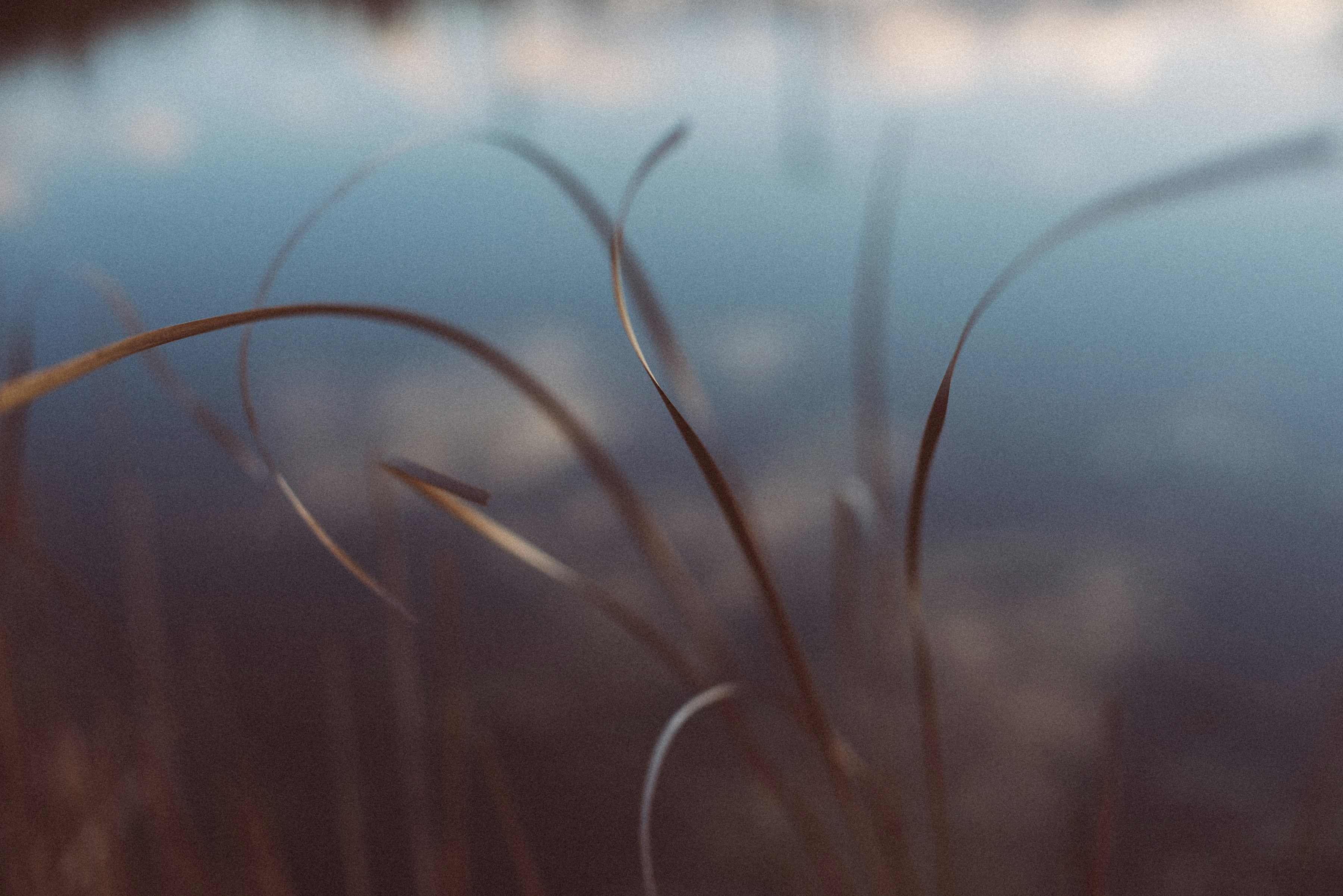 Dry Grasses By The Water