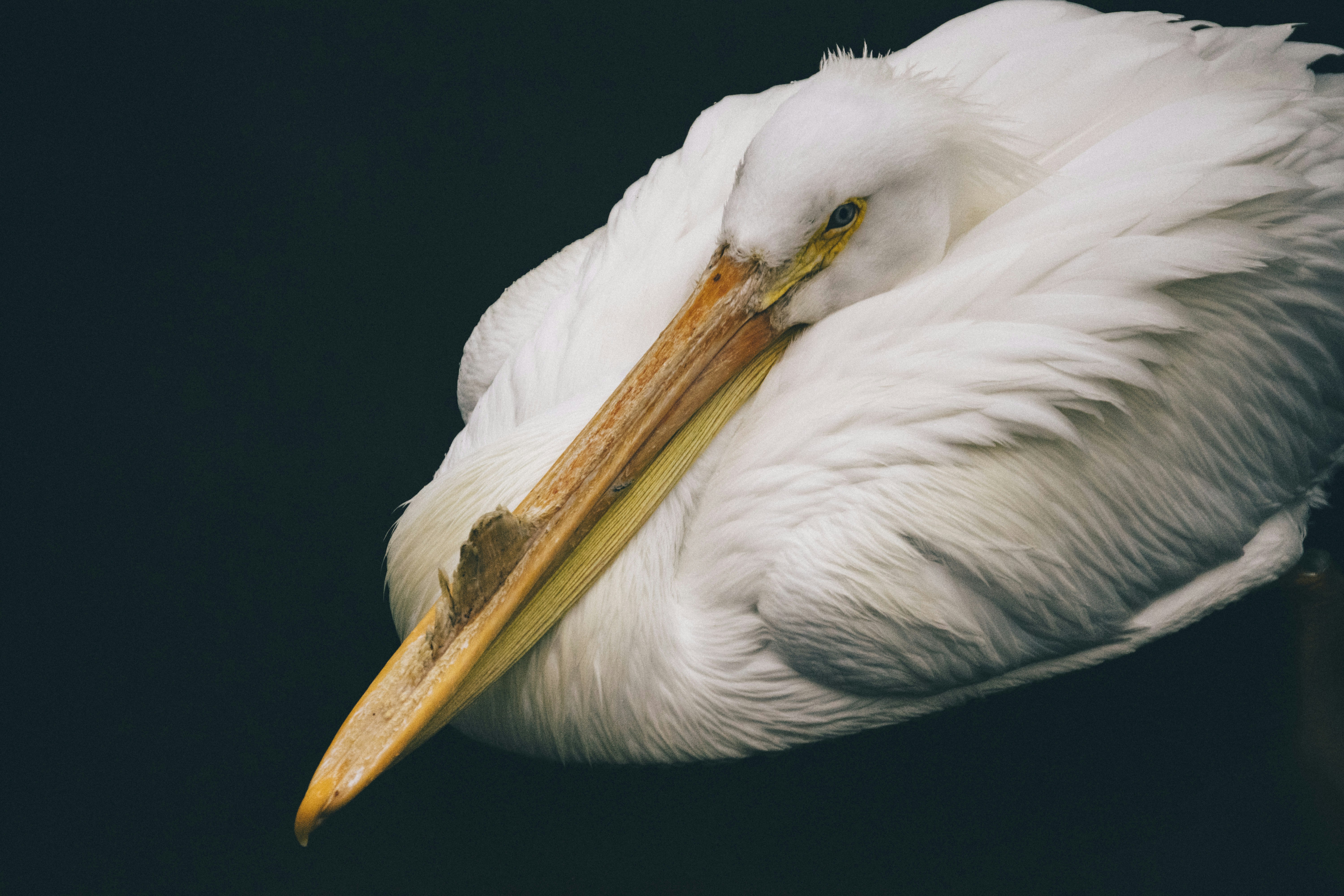 Resting White Pelican Close-up