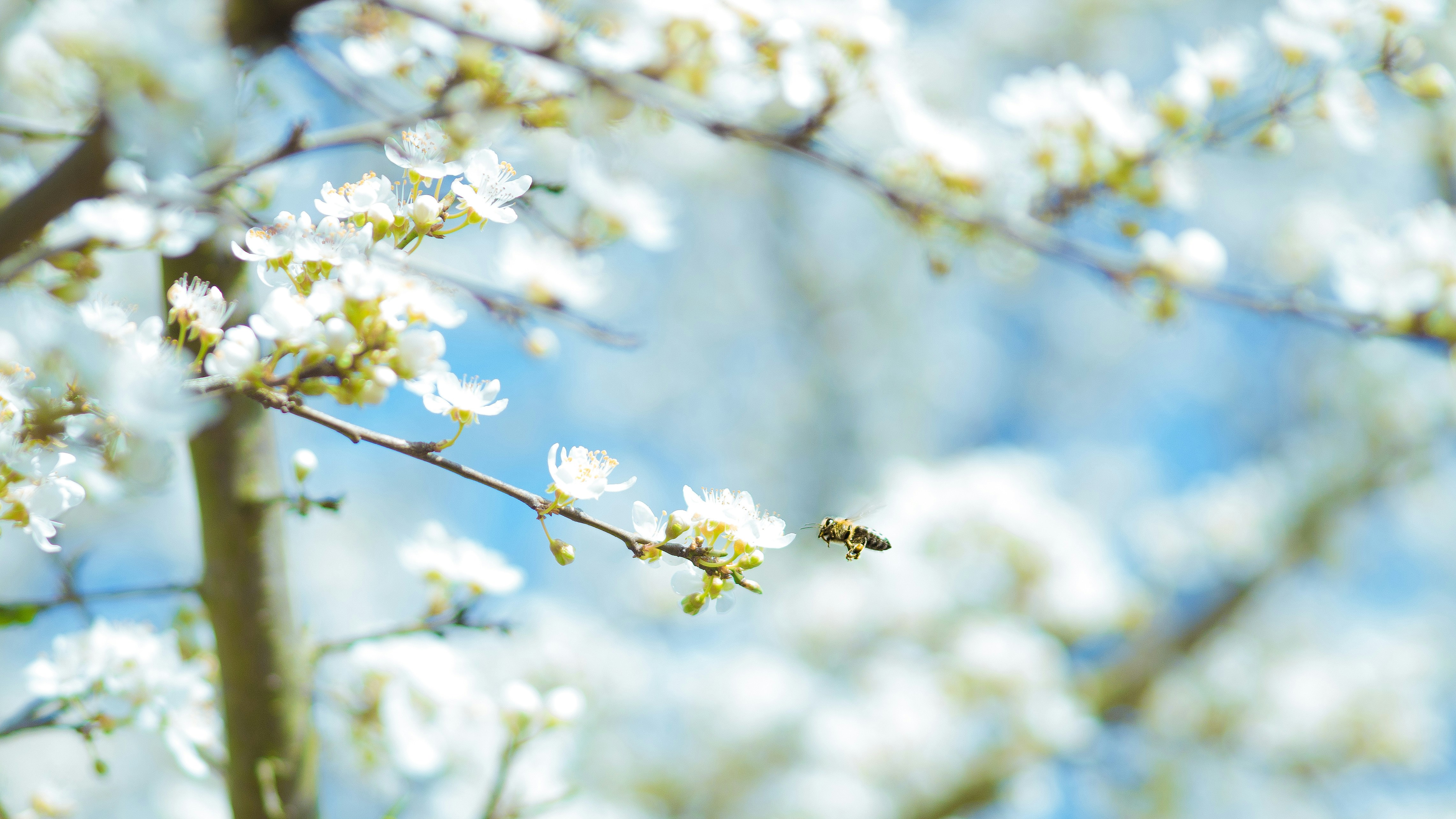 Bee Flying Towards White Spring Blossoms