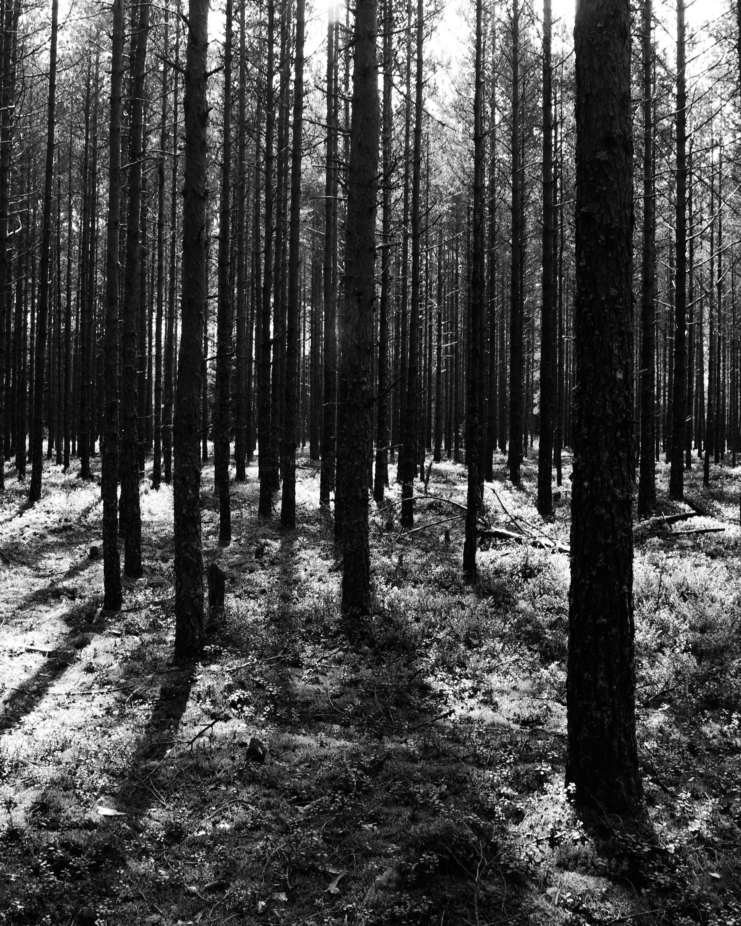 Dense Forest in Black and White