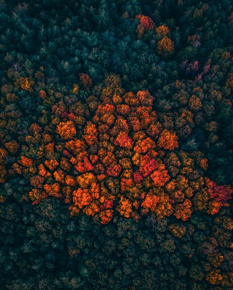 Aerial View of Autumn Forest