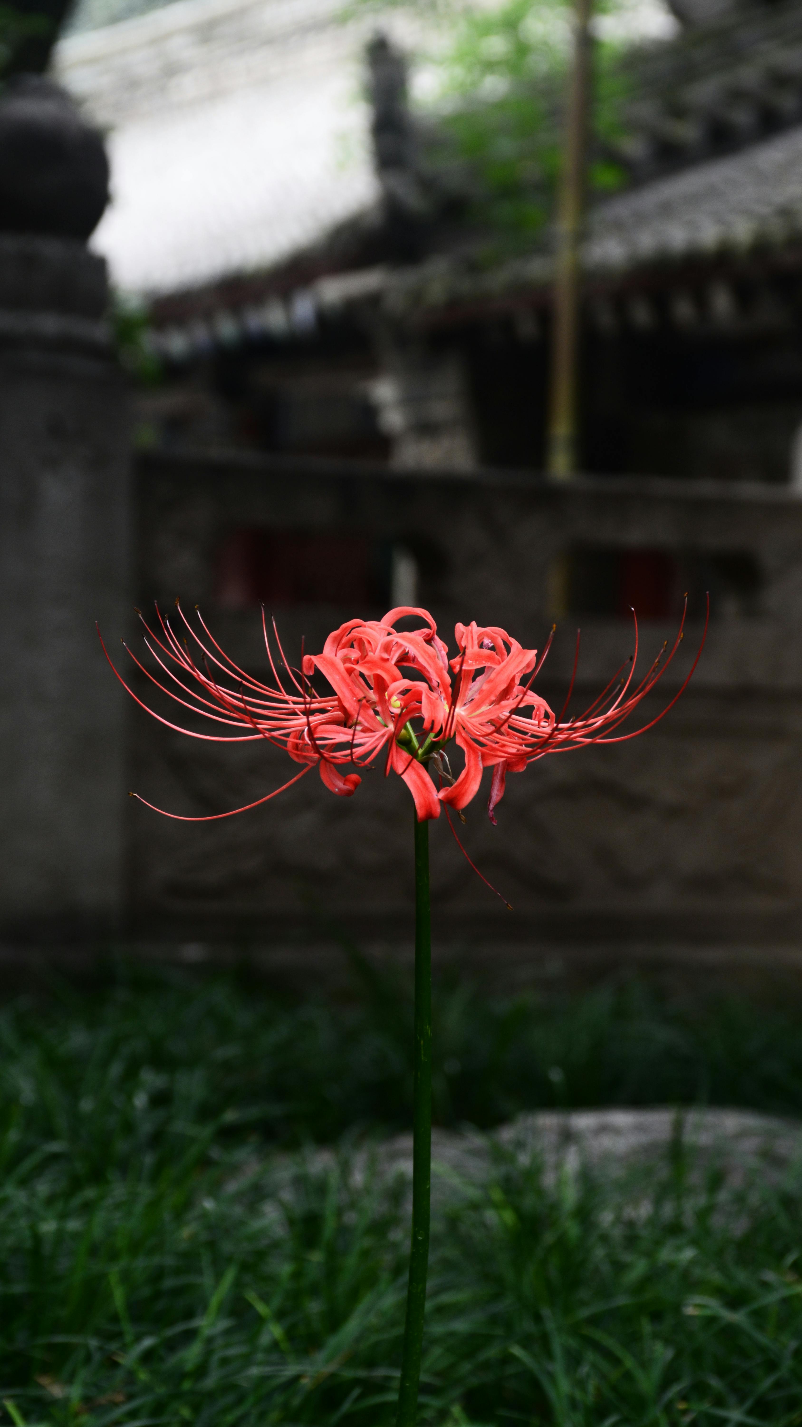 Red Spider Lily in Traditional Garden
