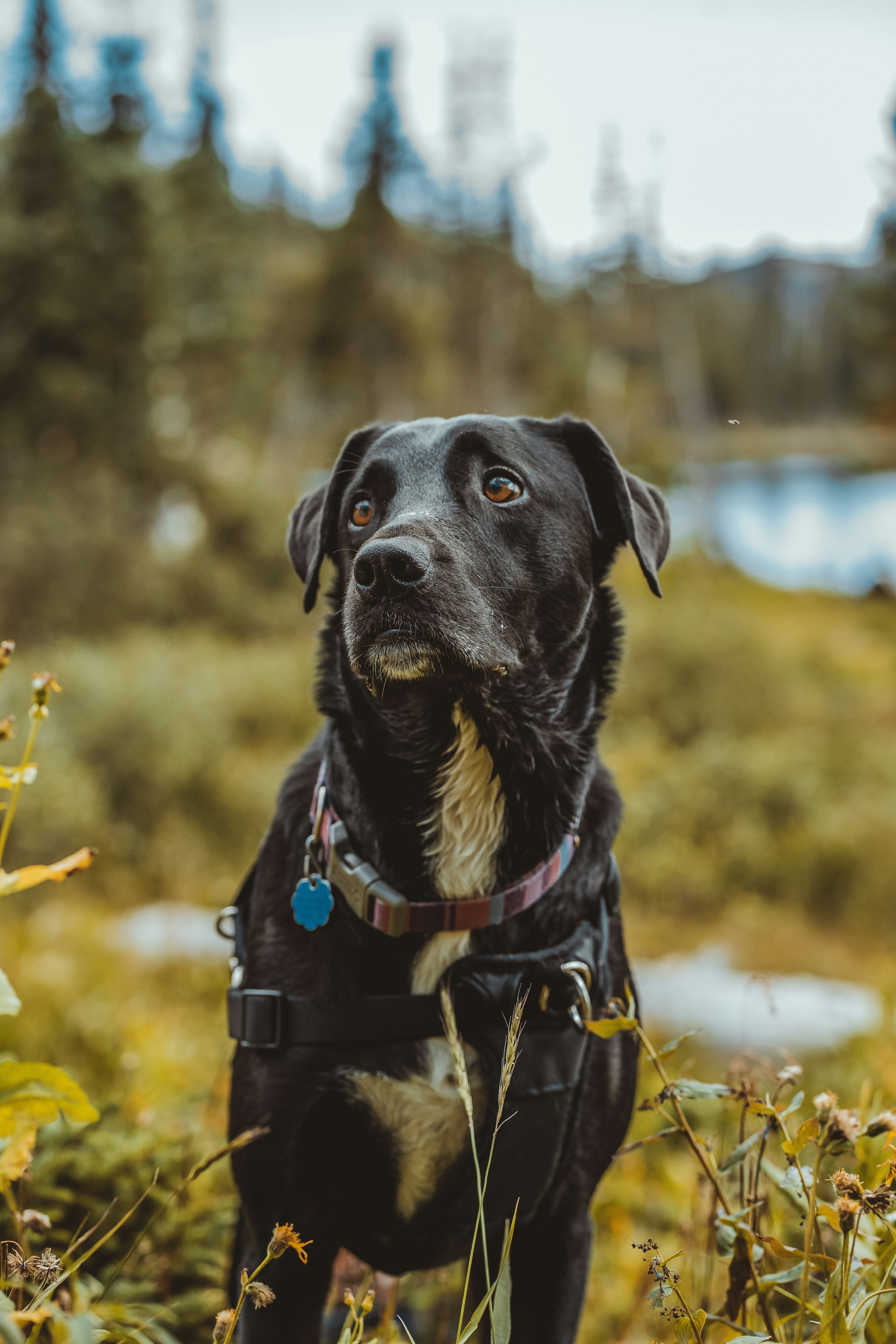 Black Dog at Forest Lakeside