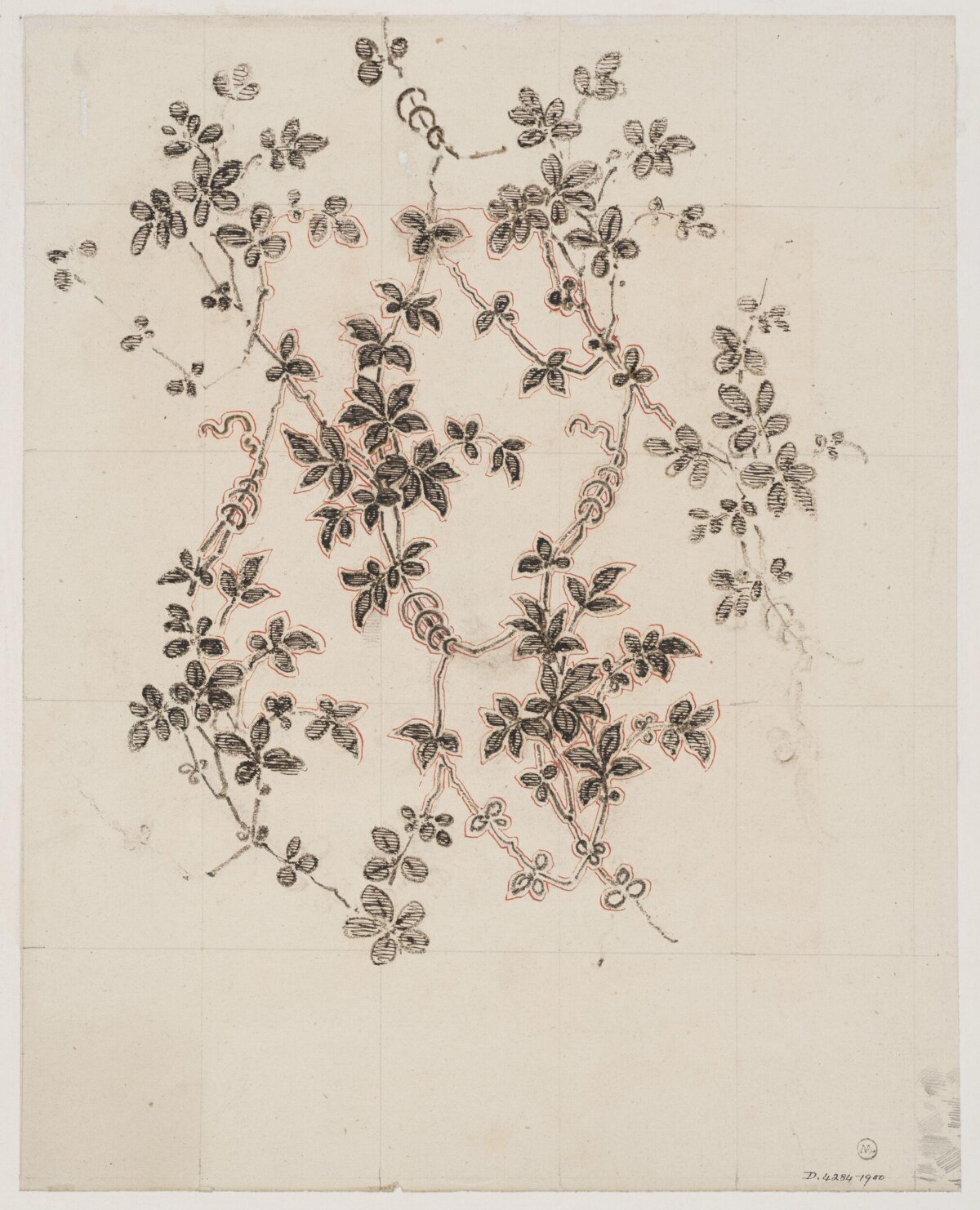 Sketch of Climbing Ivy Vine