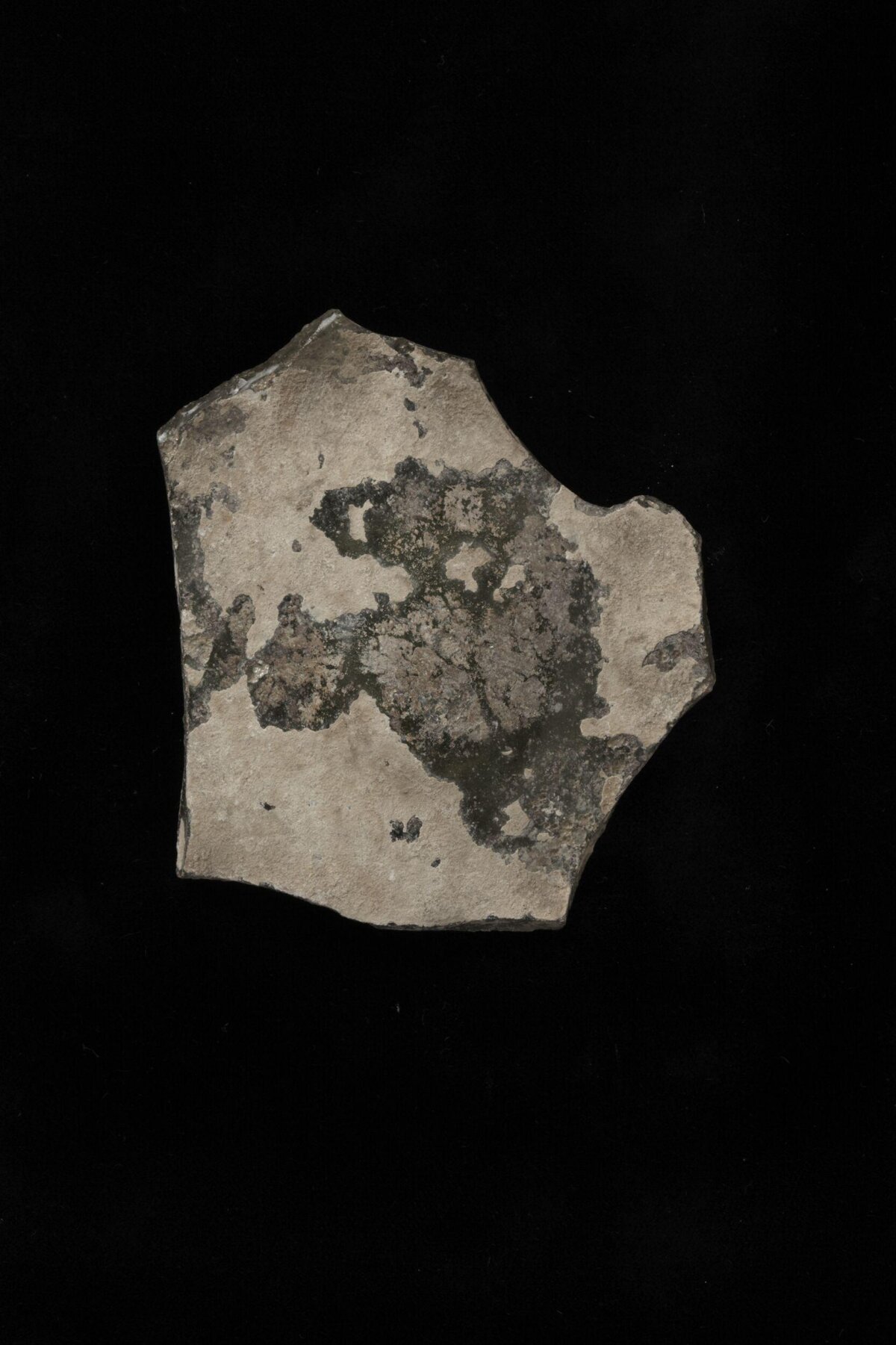 Fragmented Fossil Rock Specimen