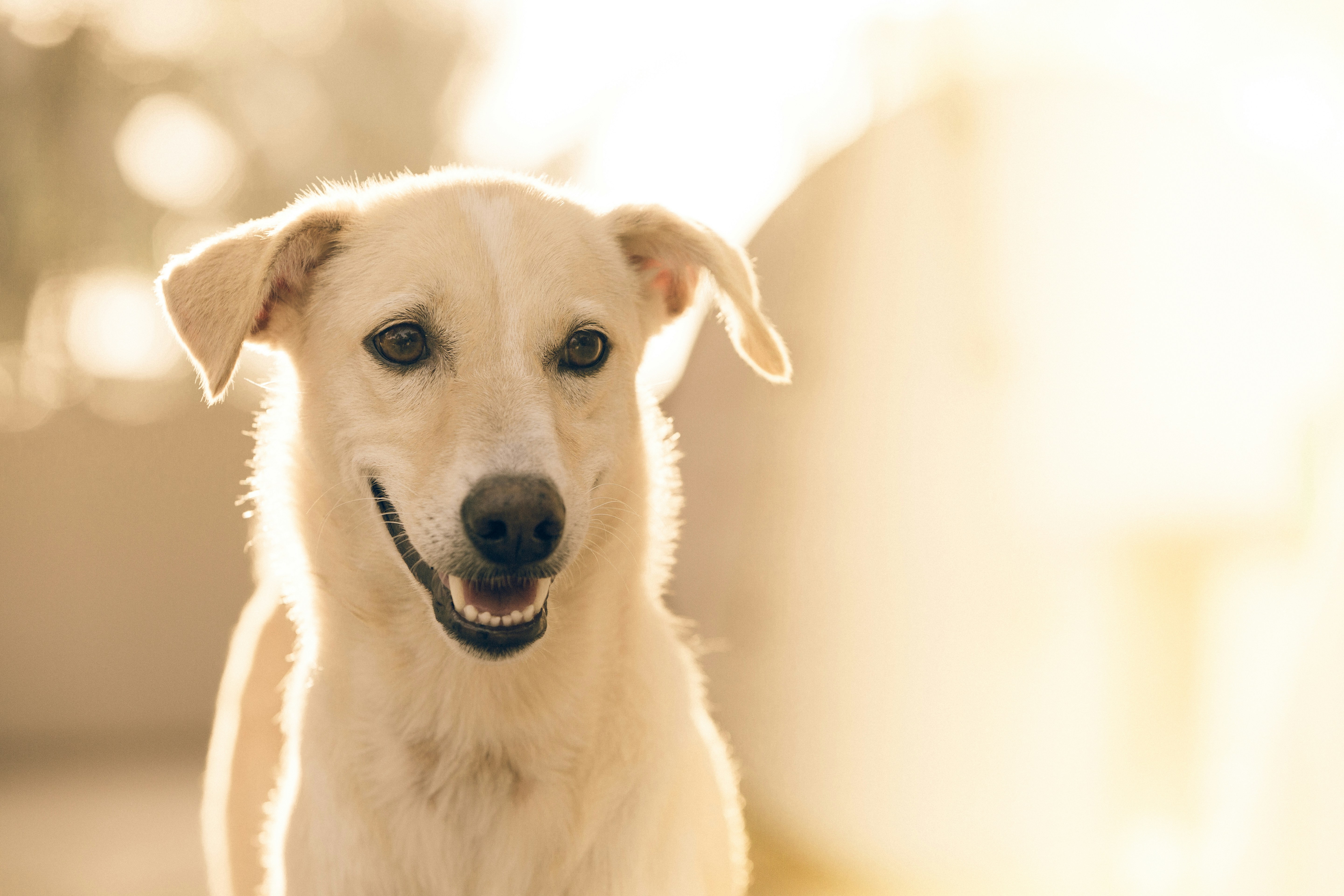Smiling Pale Yellow Dog