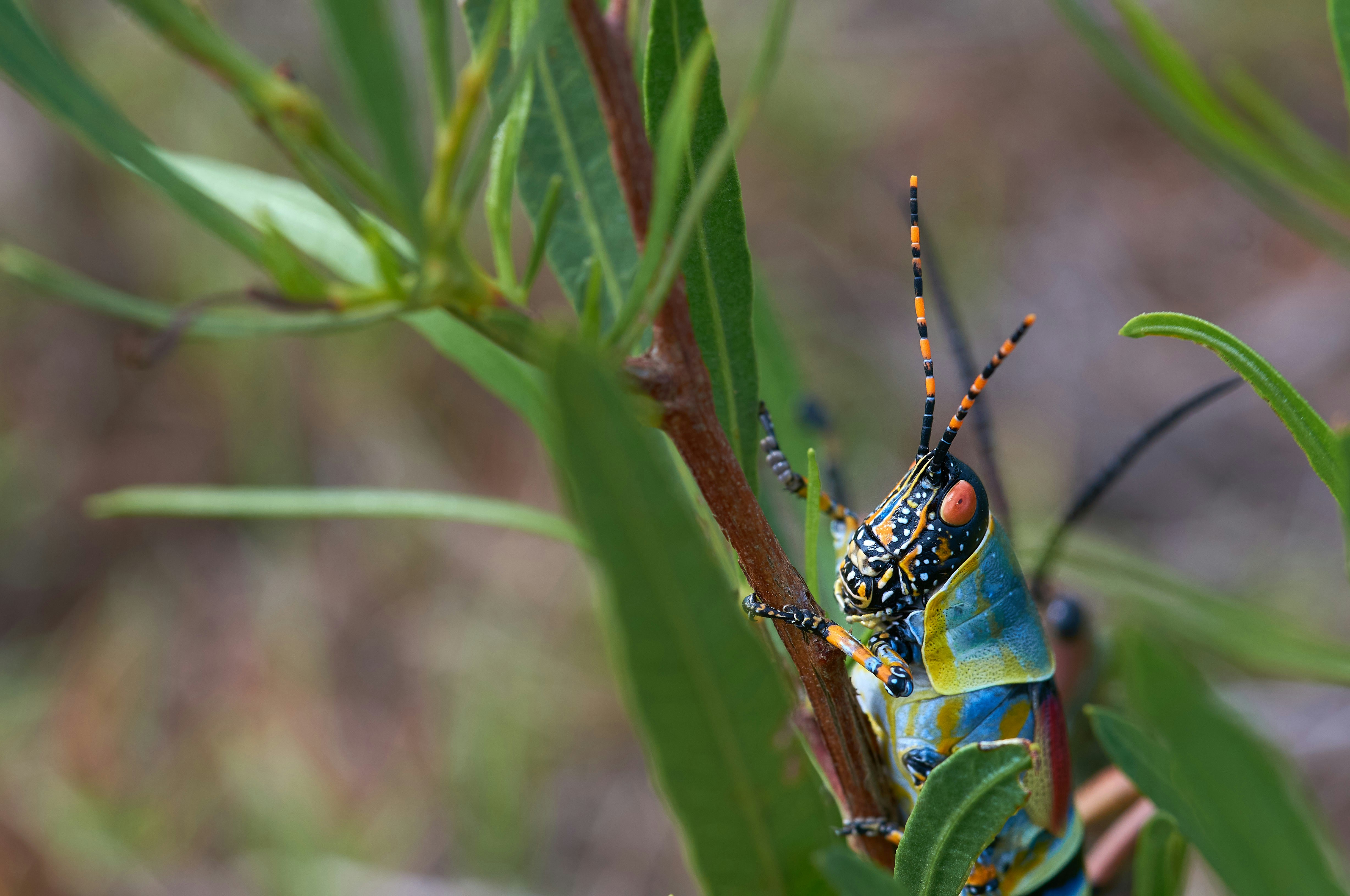 Colorful Grasshopper on Plant Stem