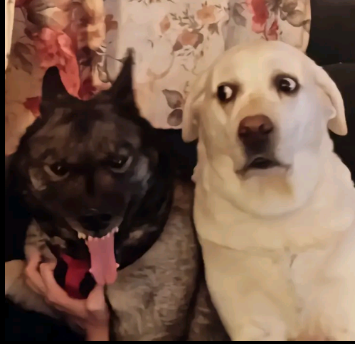 Two Dogs With Funny Expressions