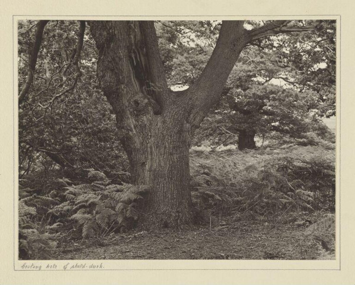 Ancient Oak Tree in Woodland