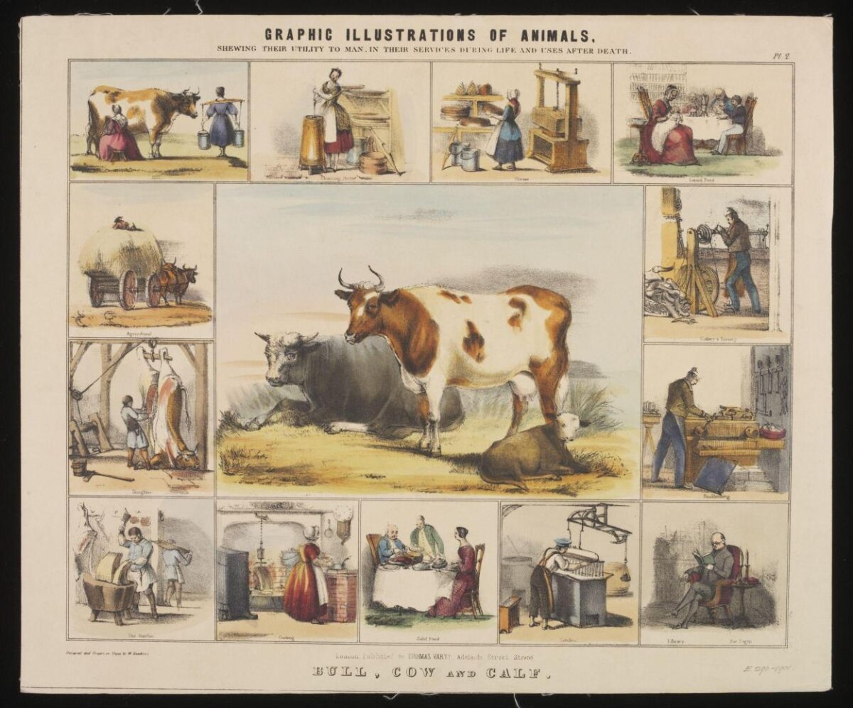 Bull Cow and Calf Vintage Illustration
