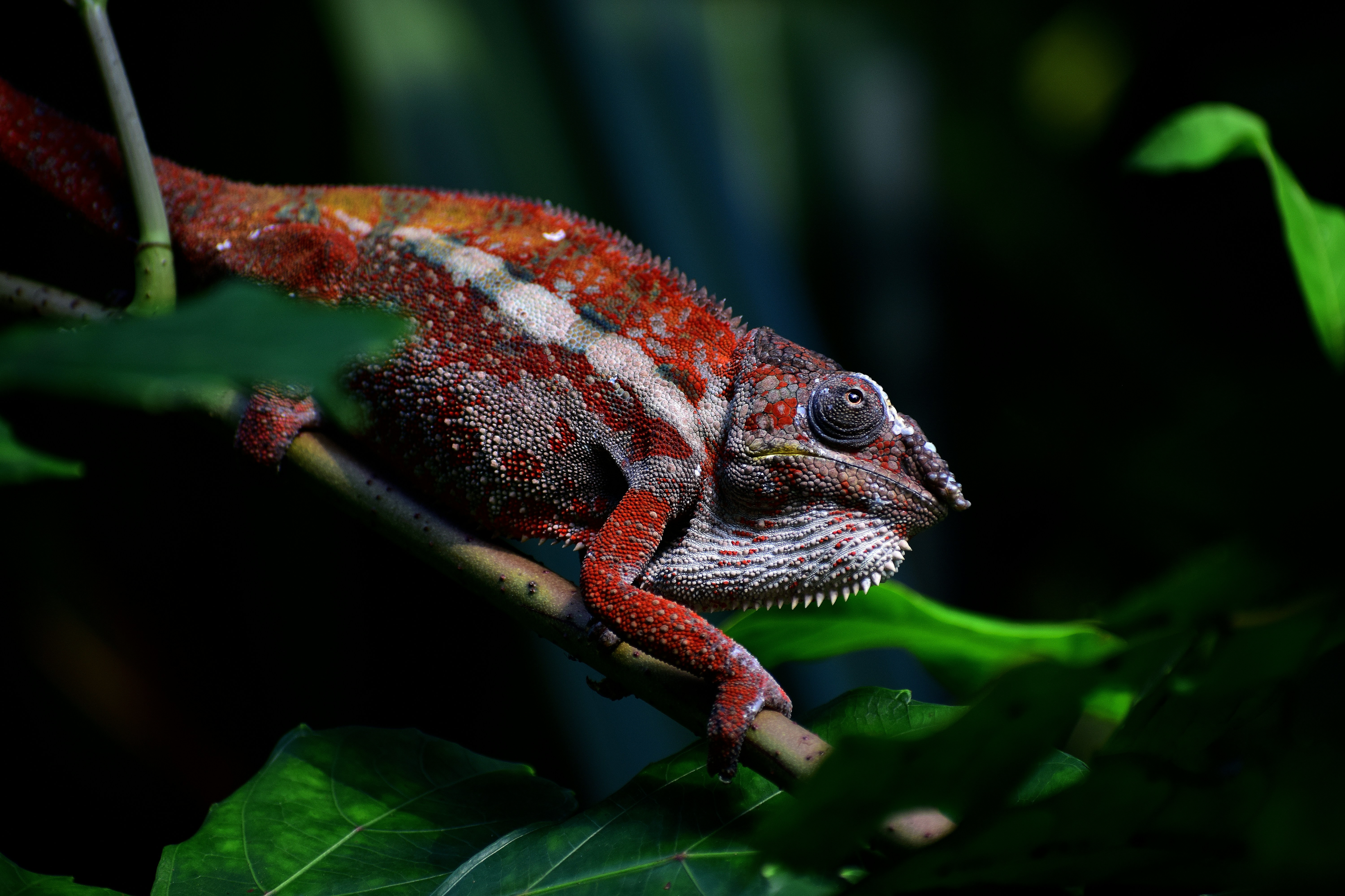 Chameleon Perching on Tree Branch