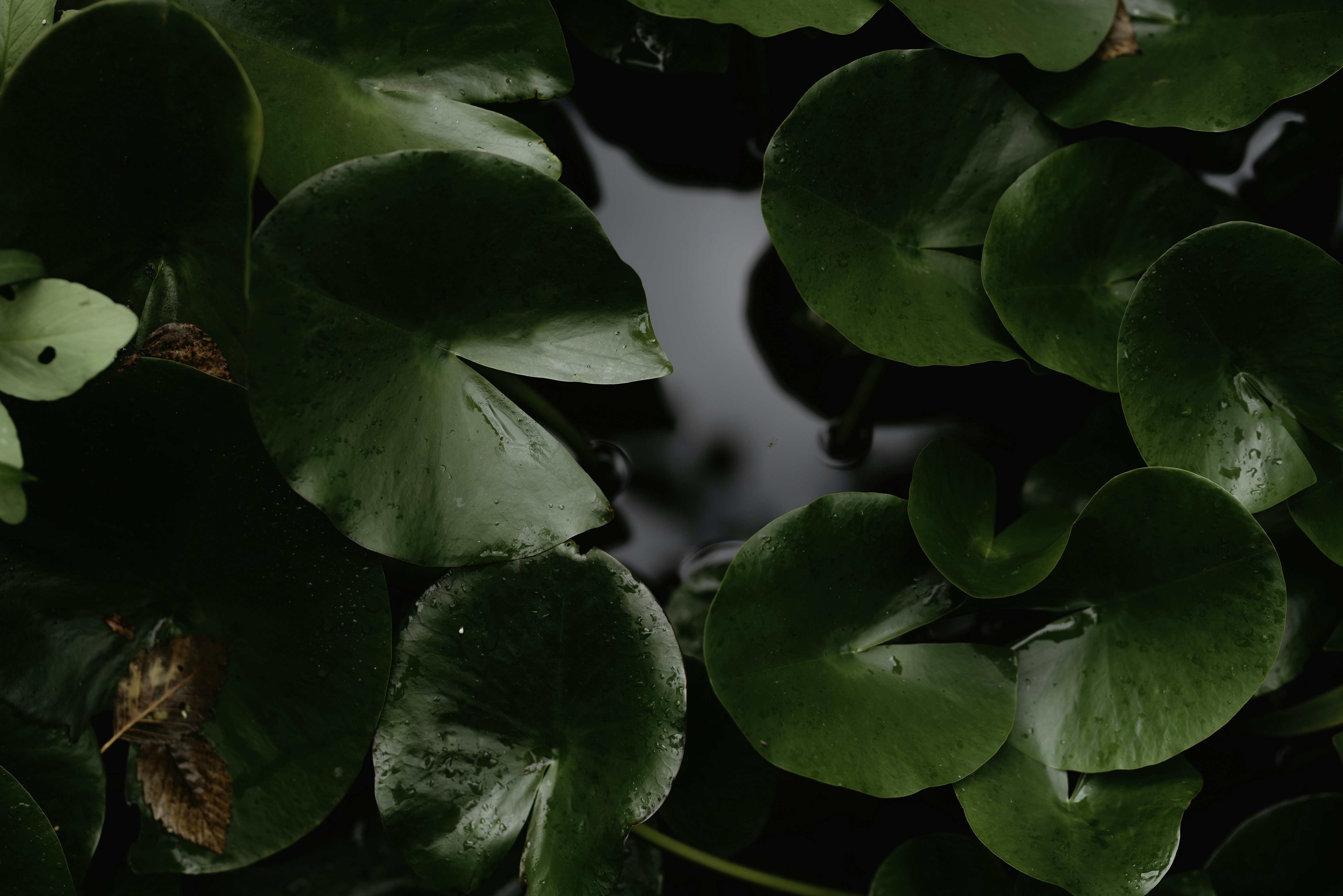 Water Lily Leaves on Still Water