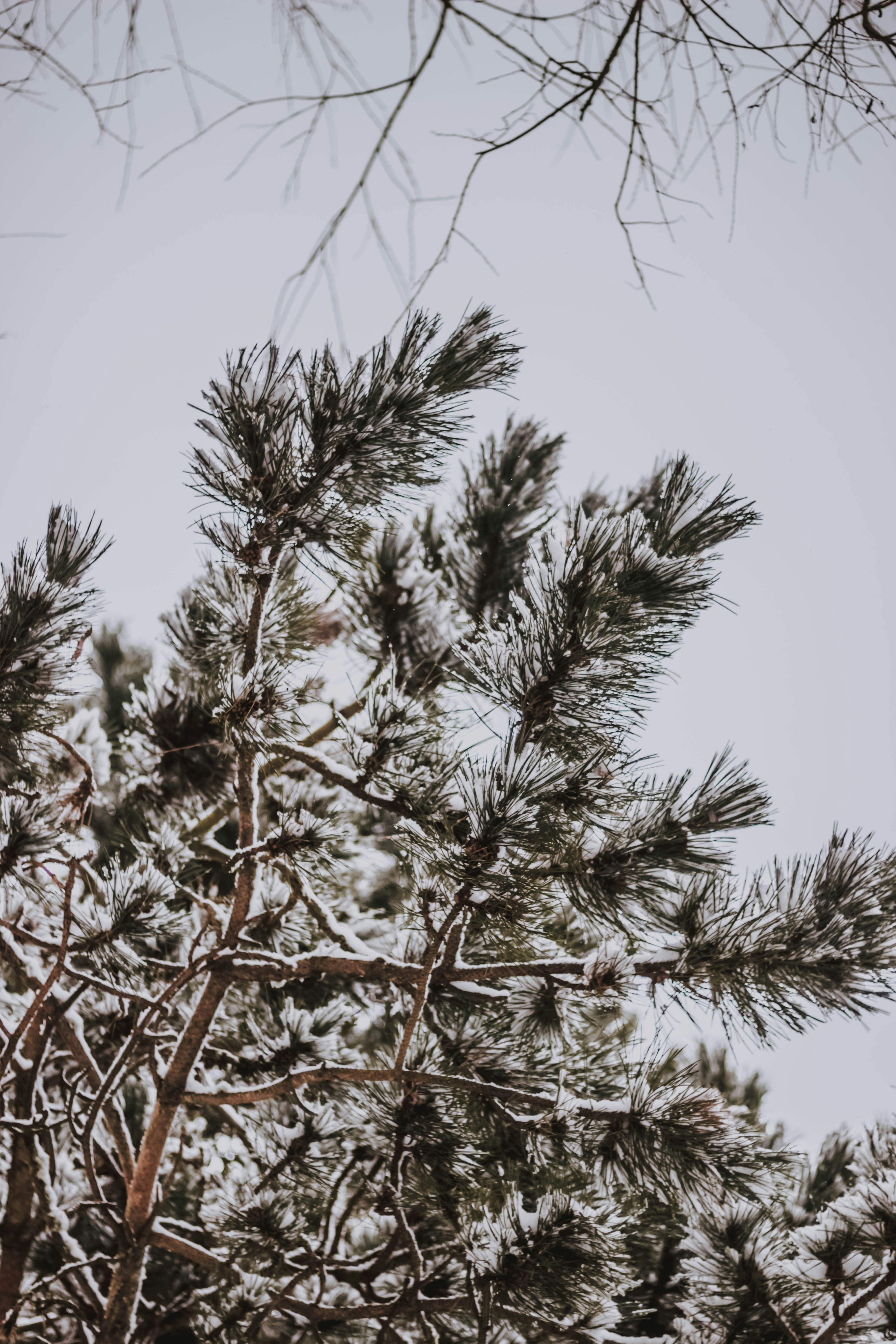 Snow Covered Pine Branches