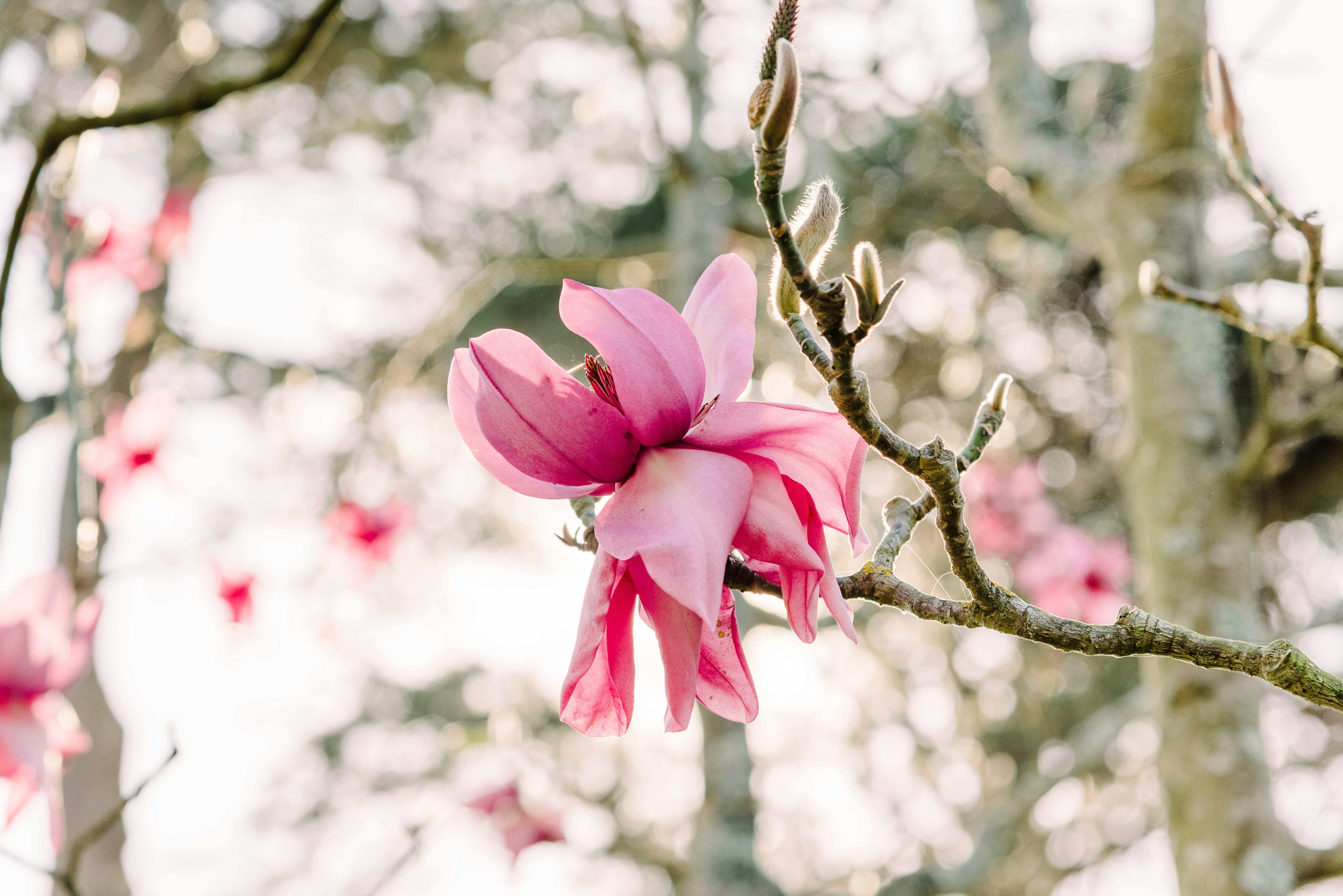 Pink Magnolia Blooming on Branch