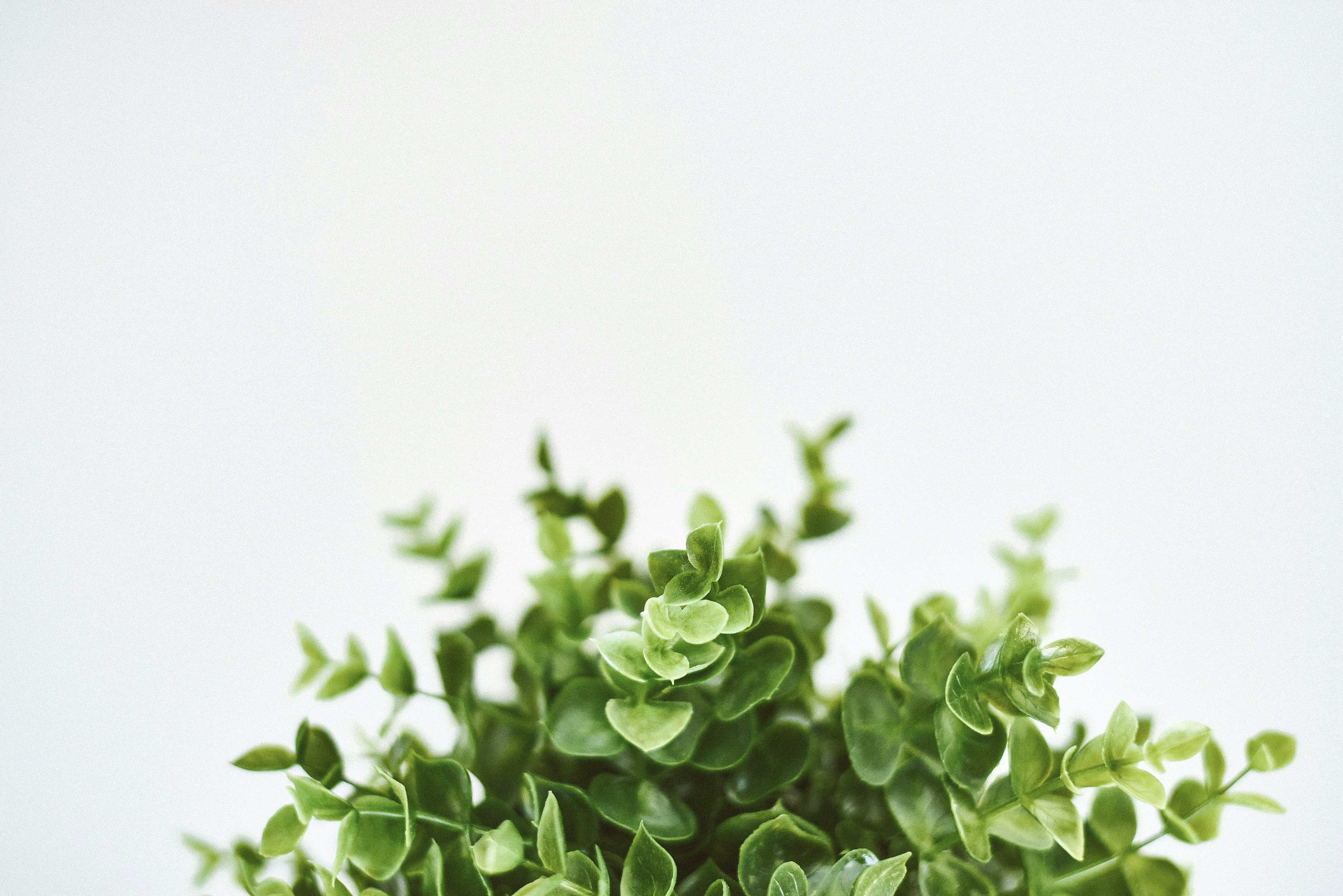 Lush Green Foliage on White Background