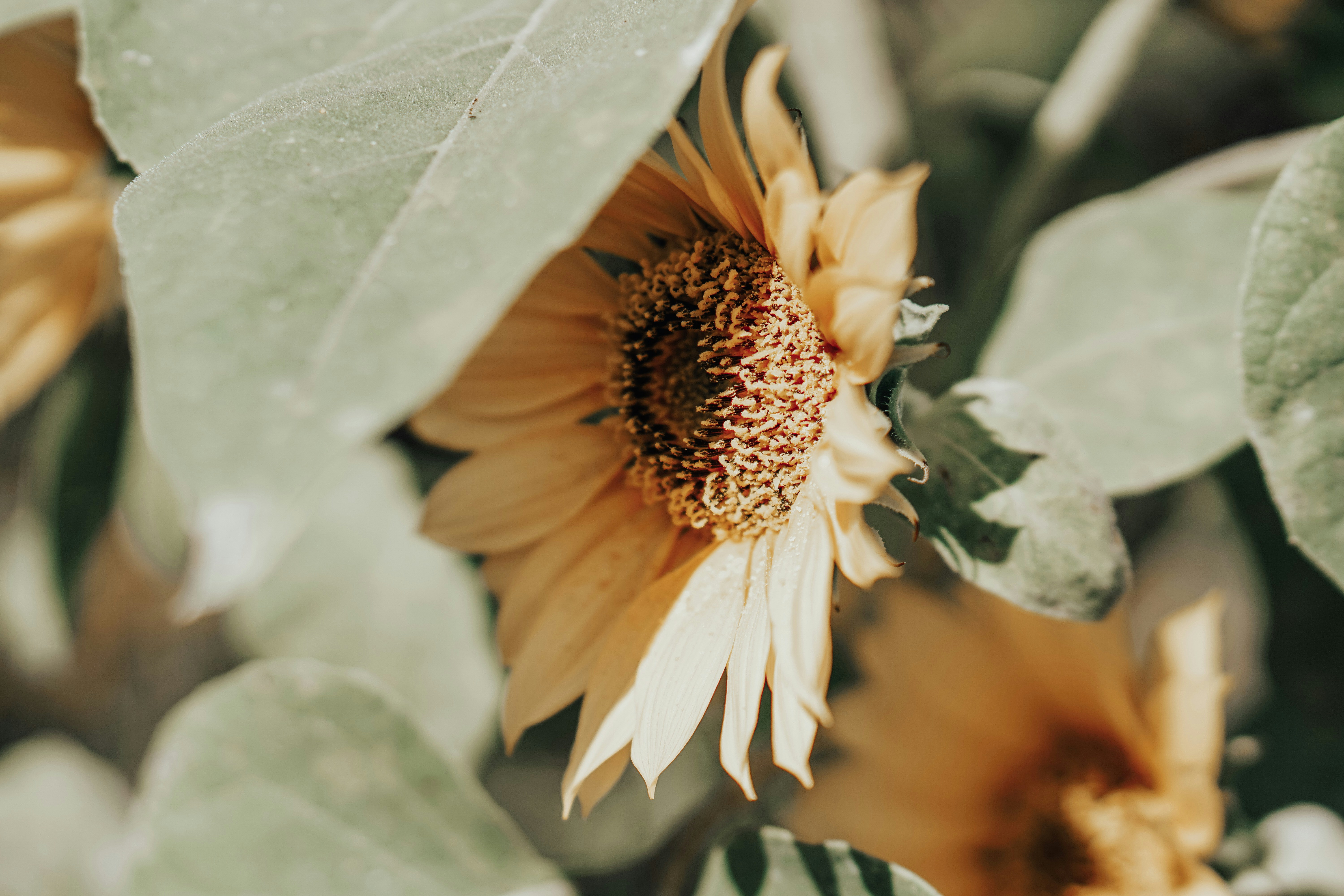 Sunflower Among Green Leaves