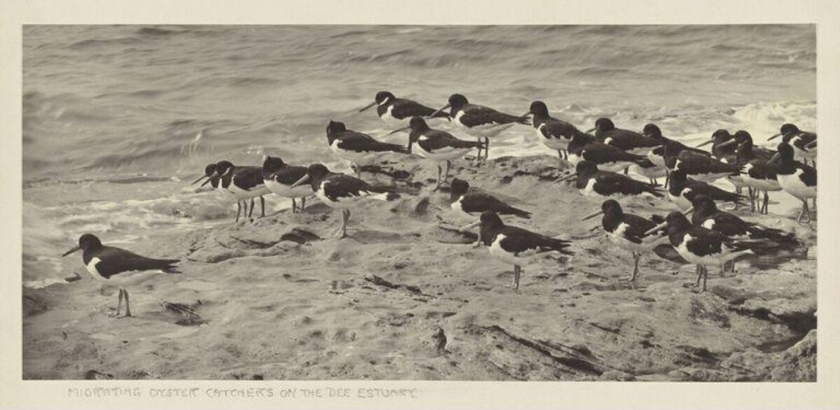 Migrating Oystercatchers on Dee Estuary