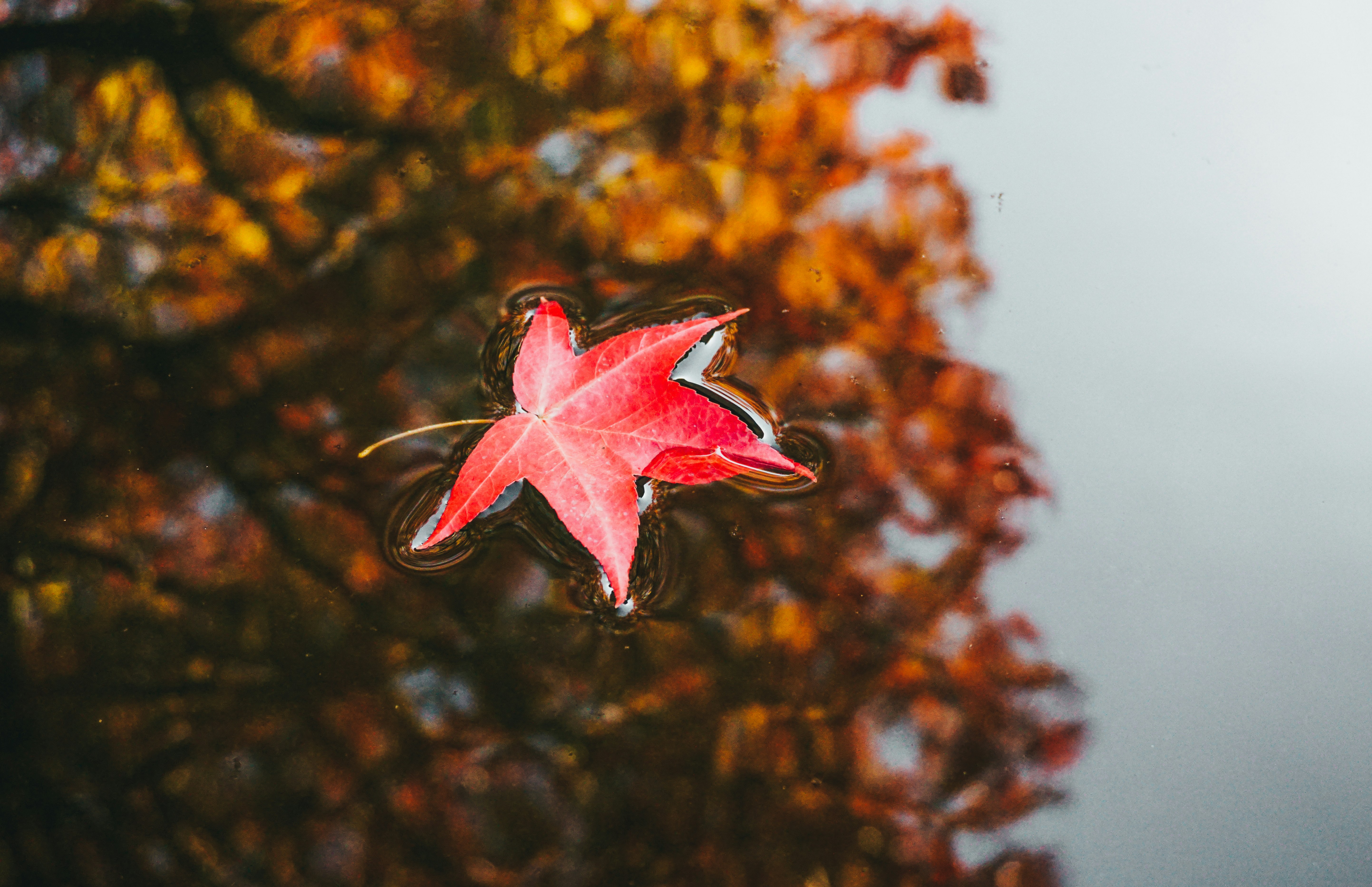 Red Maple Leaf on Water