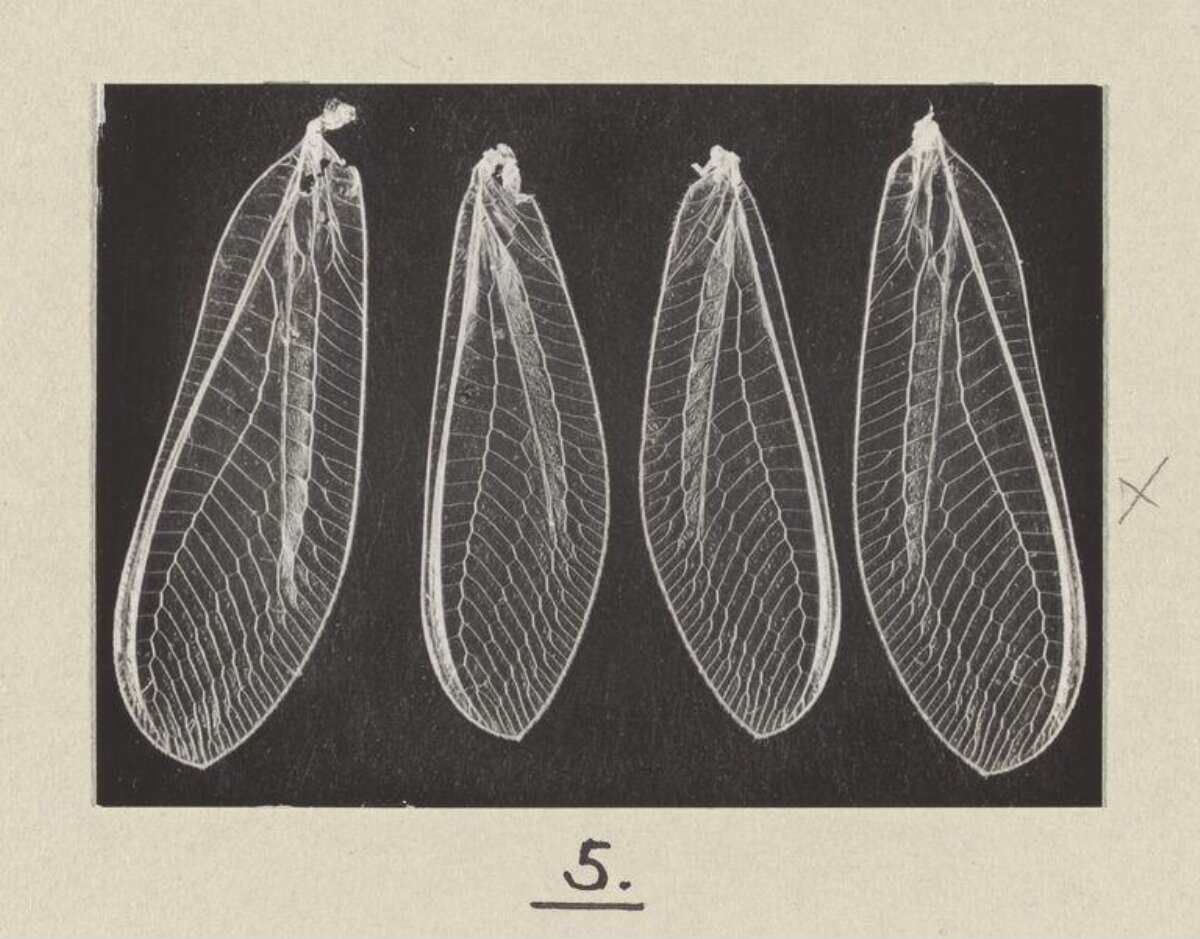 Four Insect Wing Specimens — Science