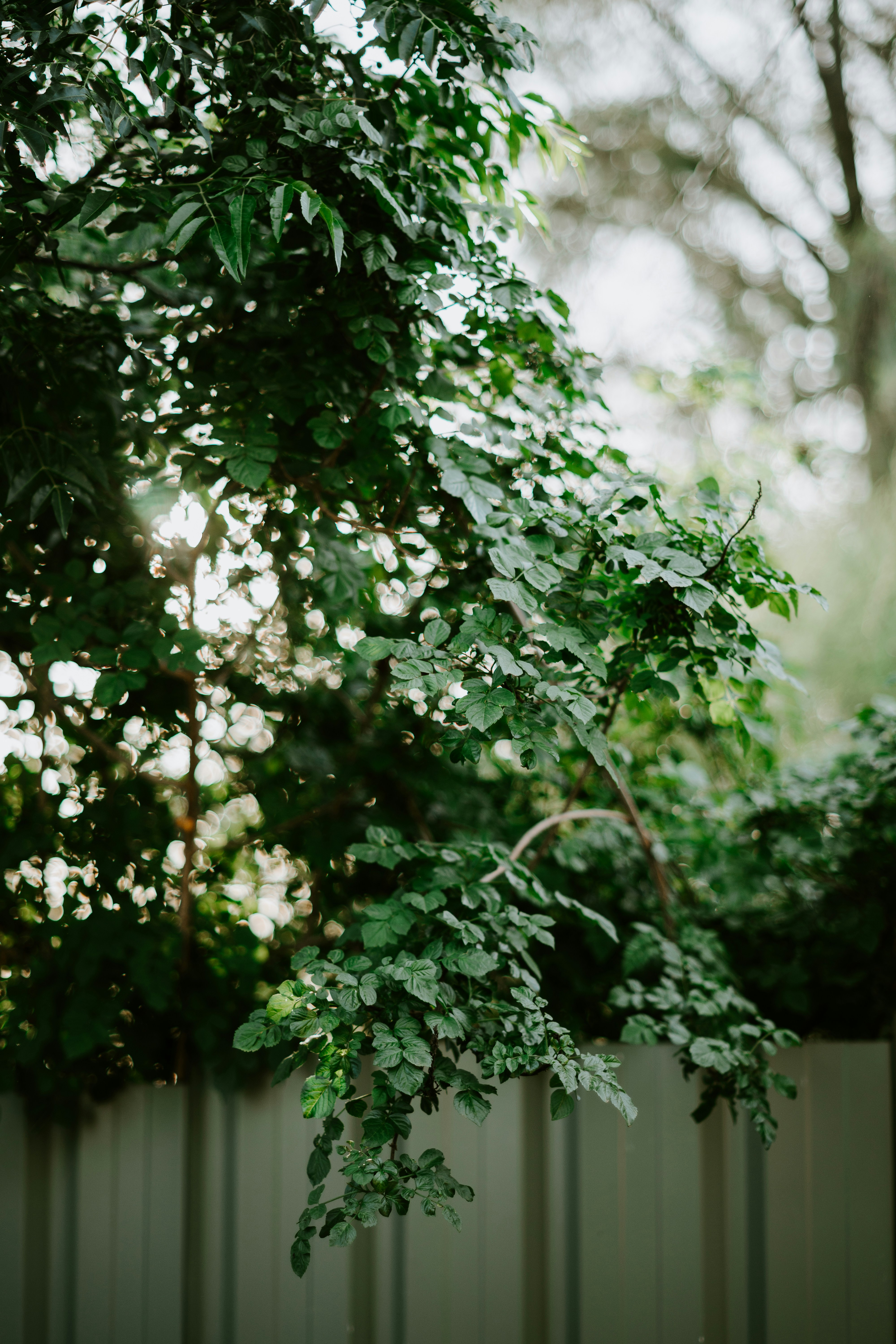 Green Foliage Over Garden Fence