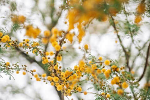 Blooming Yellow Acacia Flowers