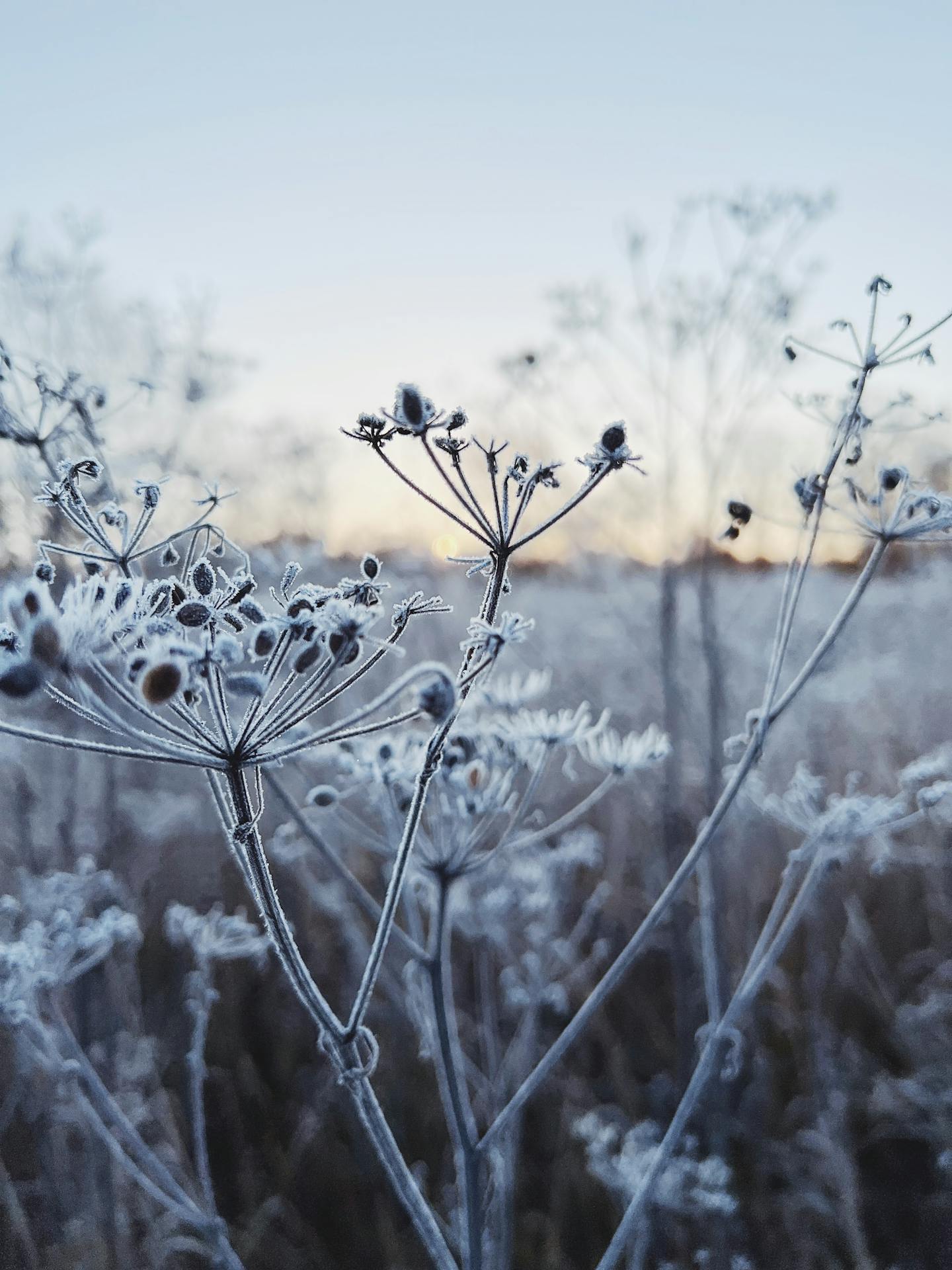 Frosted Dry Wild Plants at Dawn