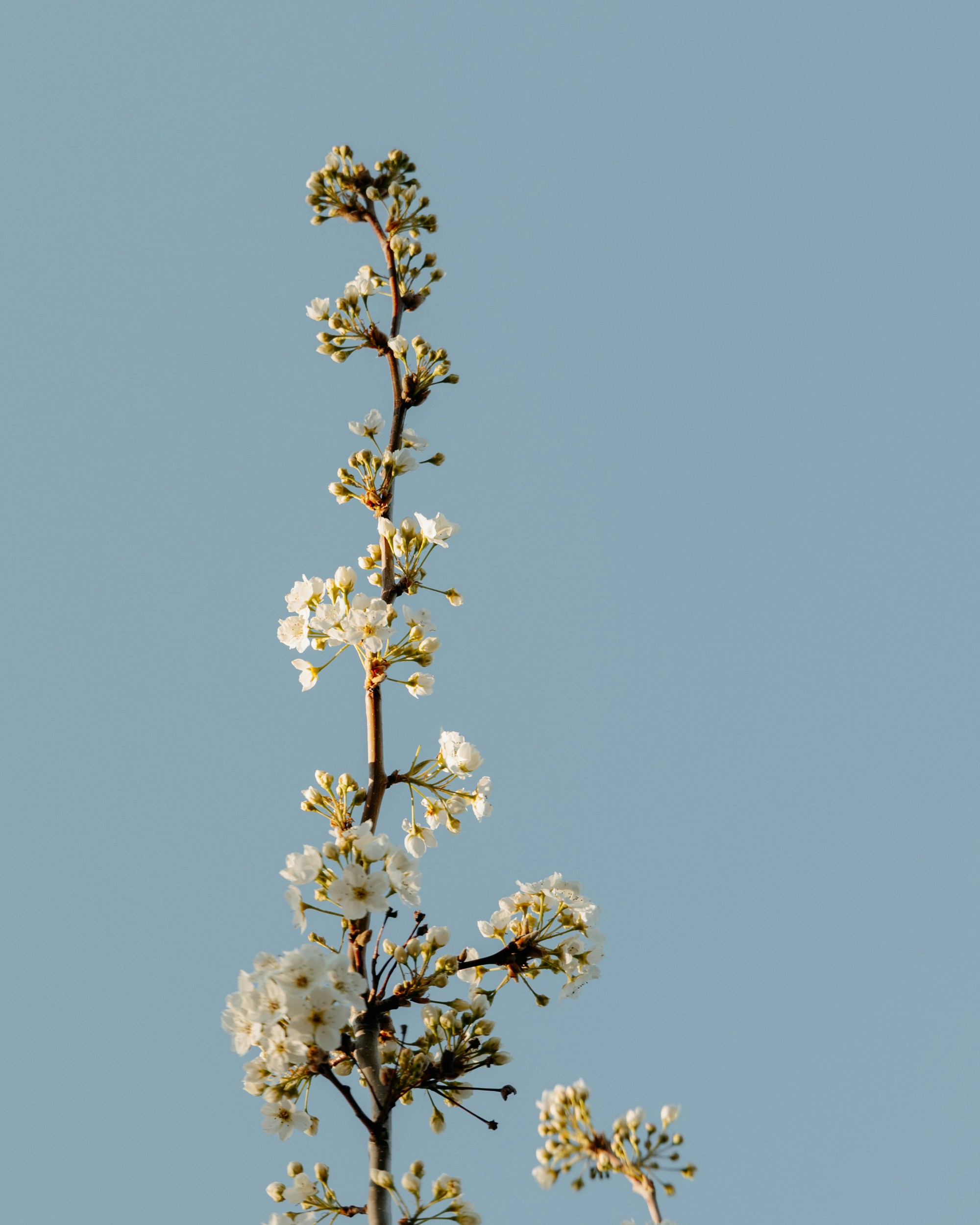Blooming Pear Branch Against Clear Sky