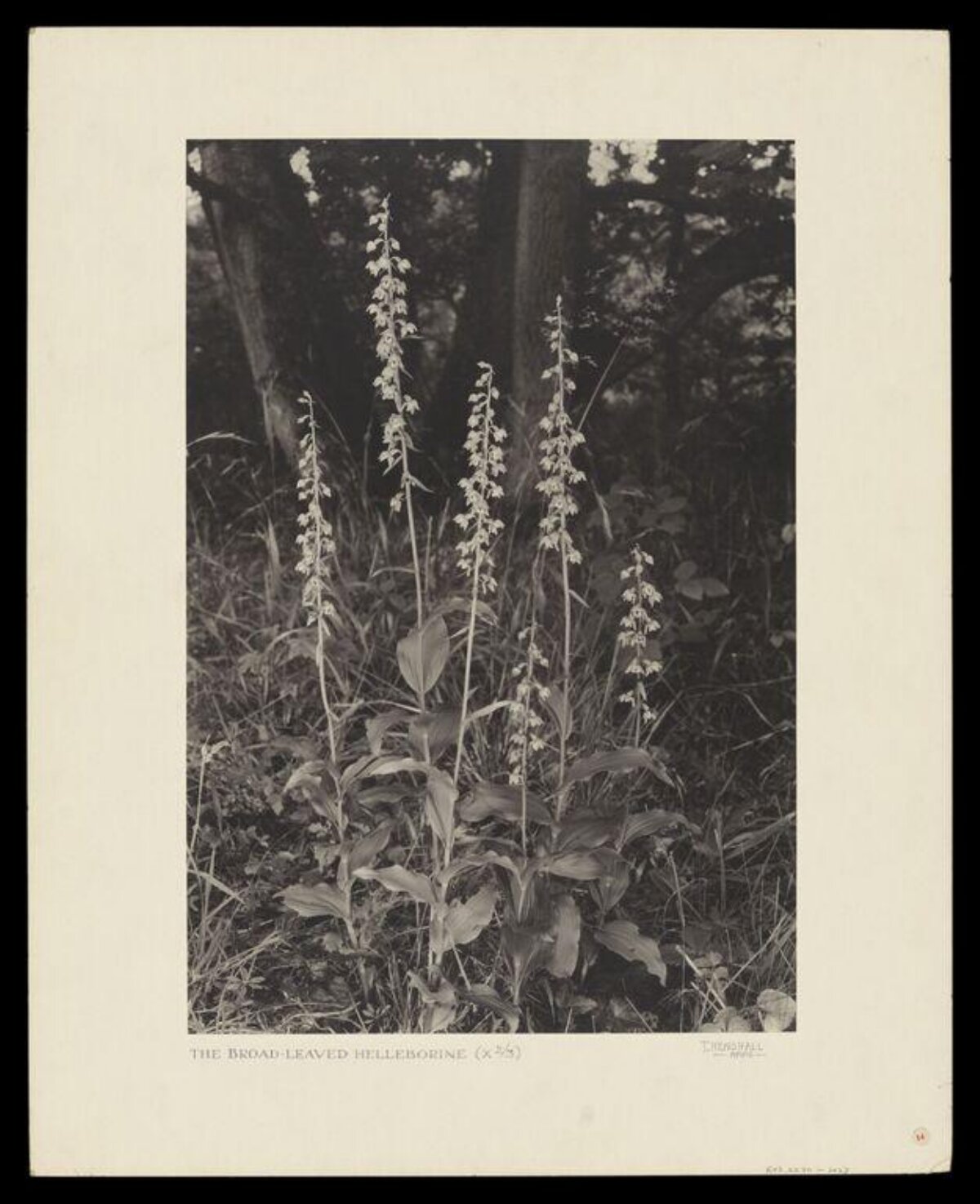 Vintage Broad-leaved Helleborine Botanical Photo