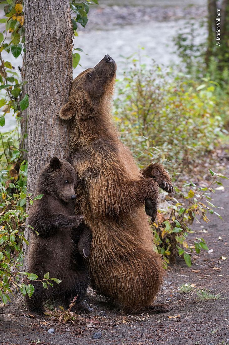 Brown Bear Mother and Cub Scratch Tree