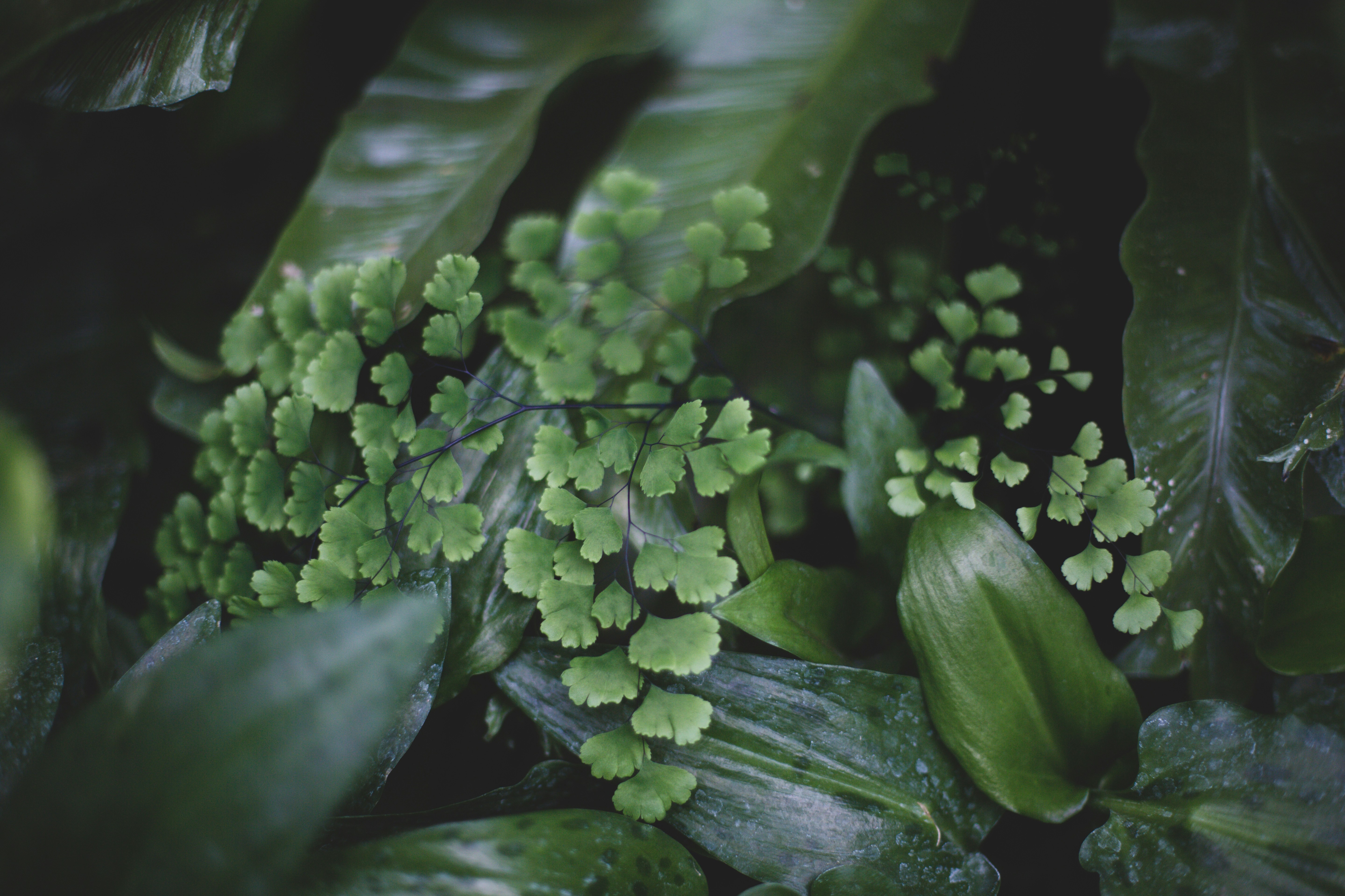 Maidenhair Fern Among Tropical Foliage