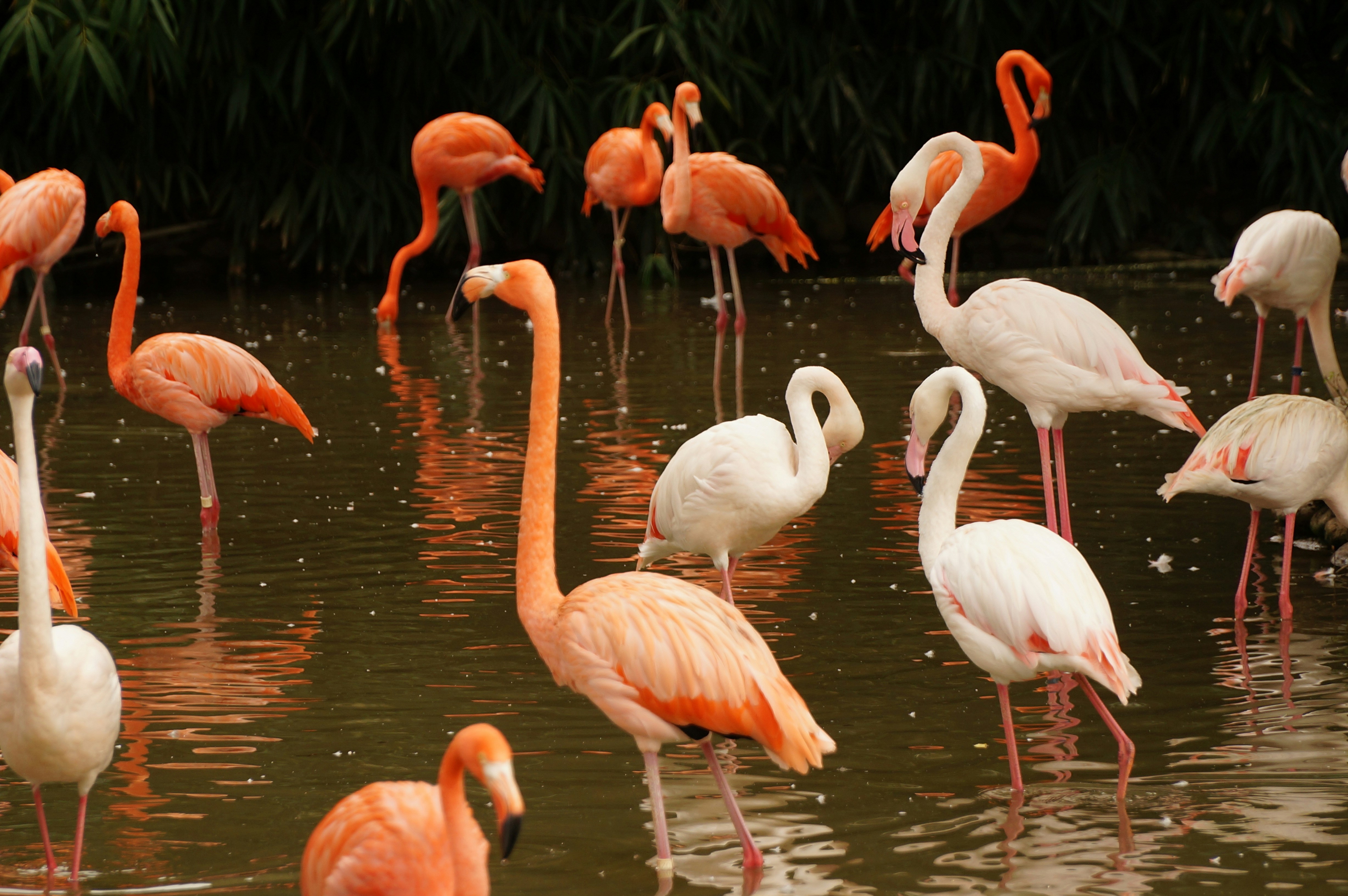 Flock of Flamingos in Pond