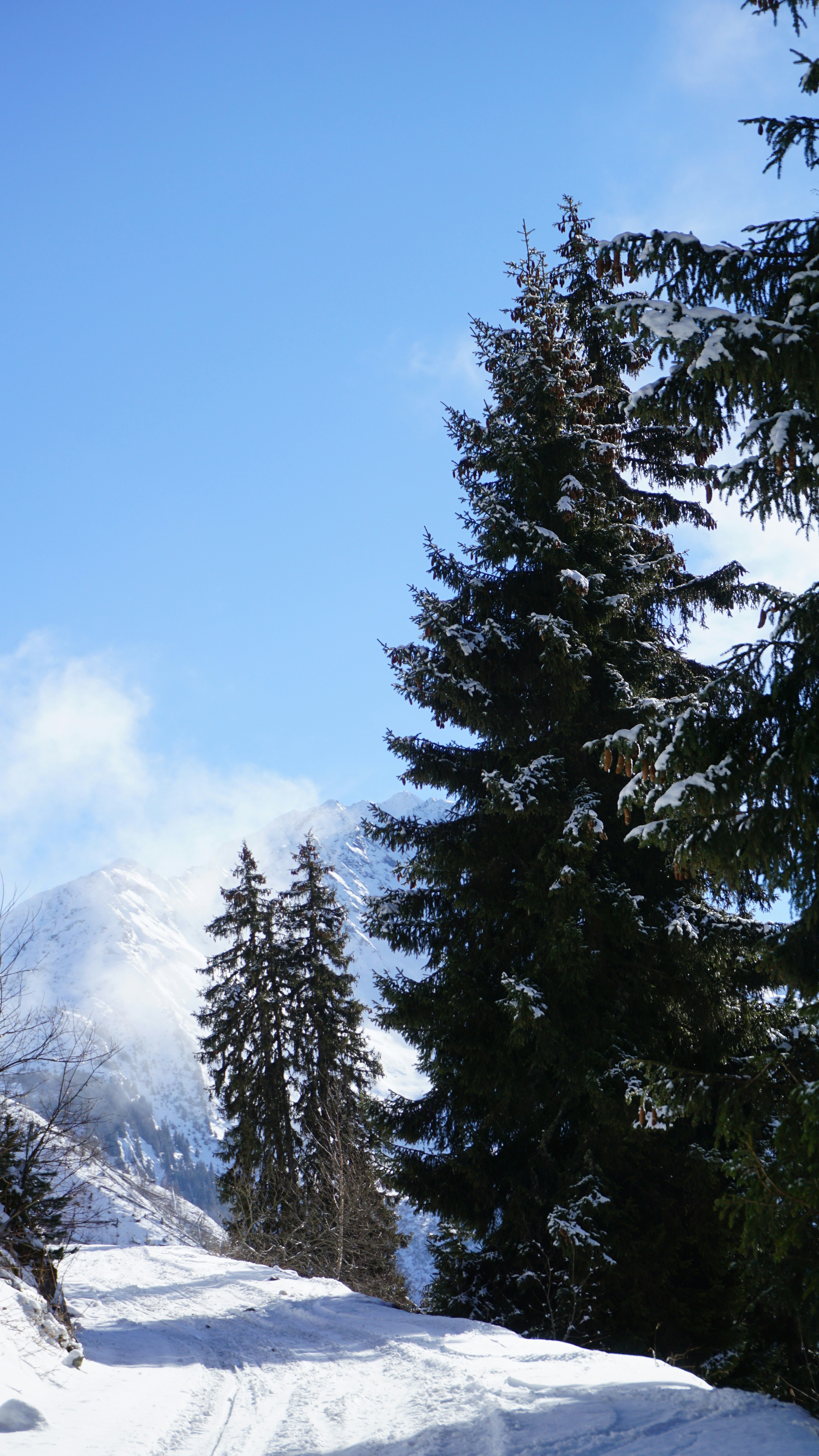 Snowy Mountain Winter Forest Path