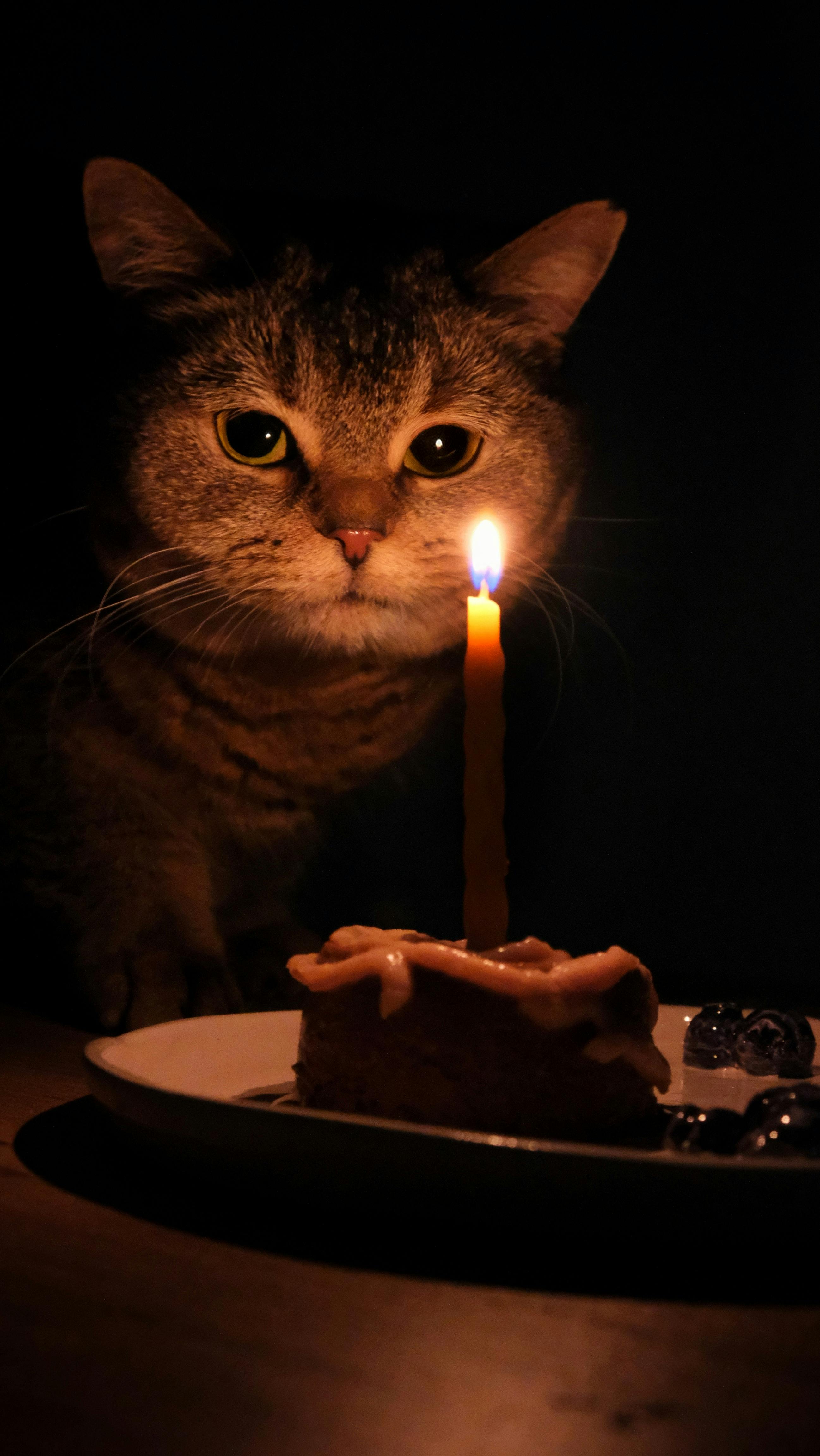 Tabby Cat With Birthday Cake