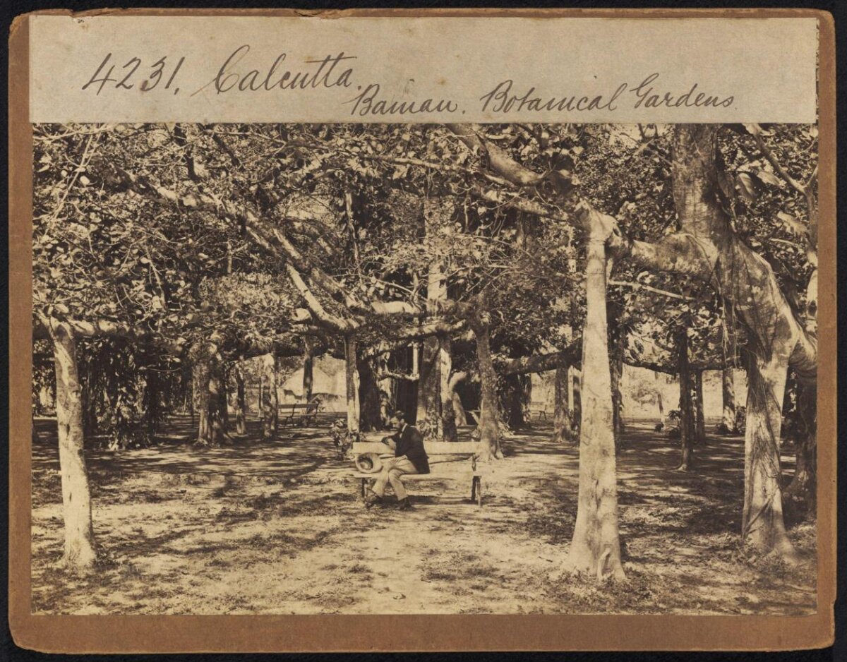 Banyan, Calcutta Botanical Gardens