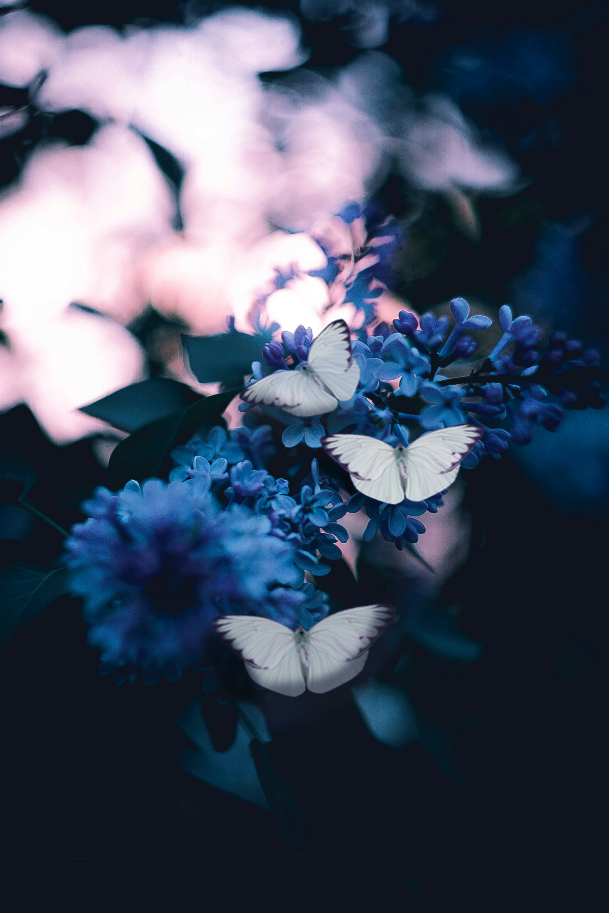 Three White Butterflies on Blue Lilacs