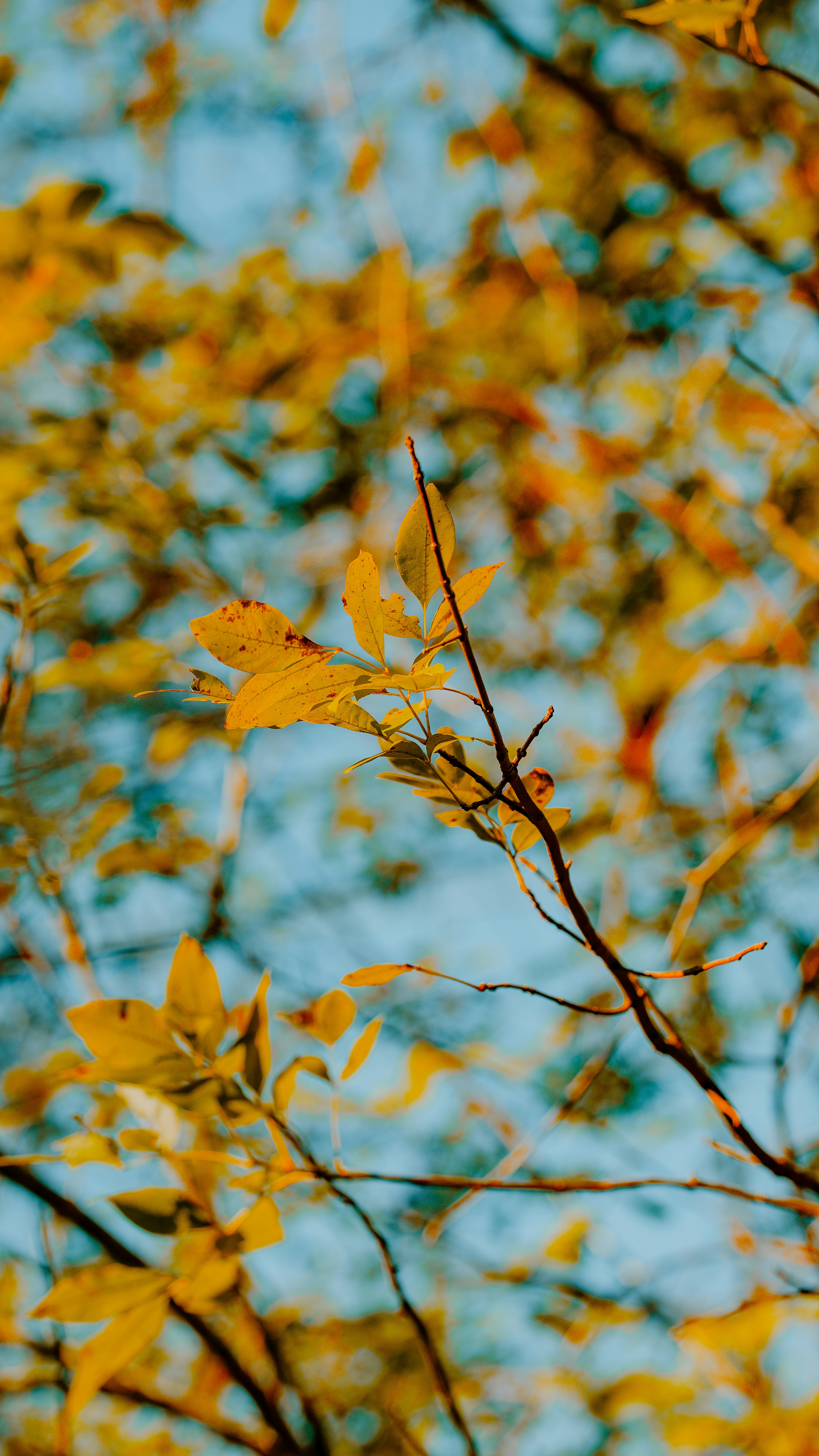 Wallpapers